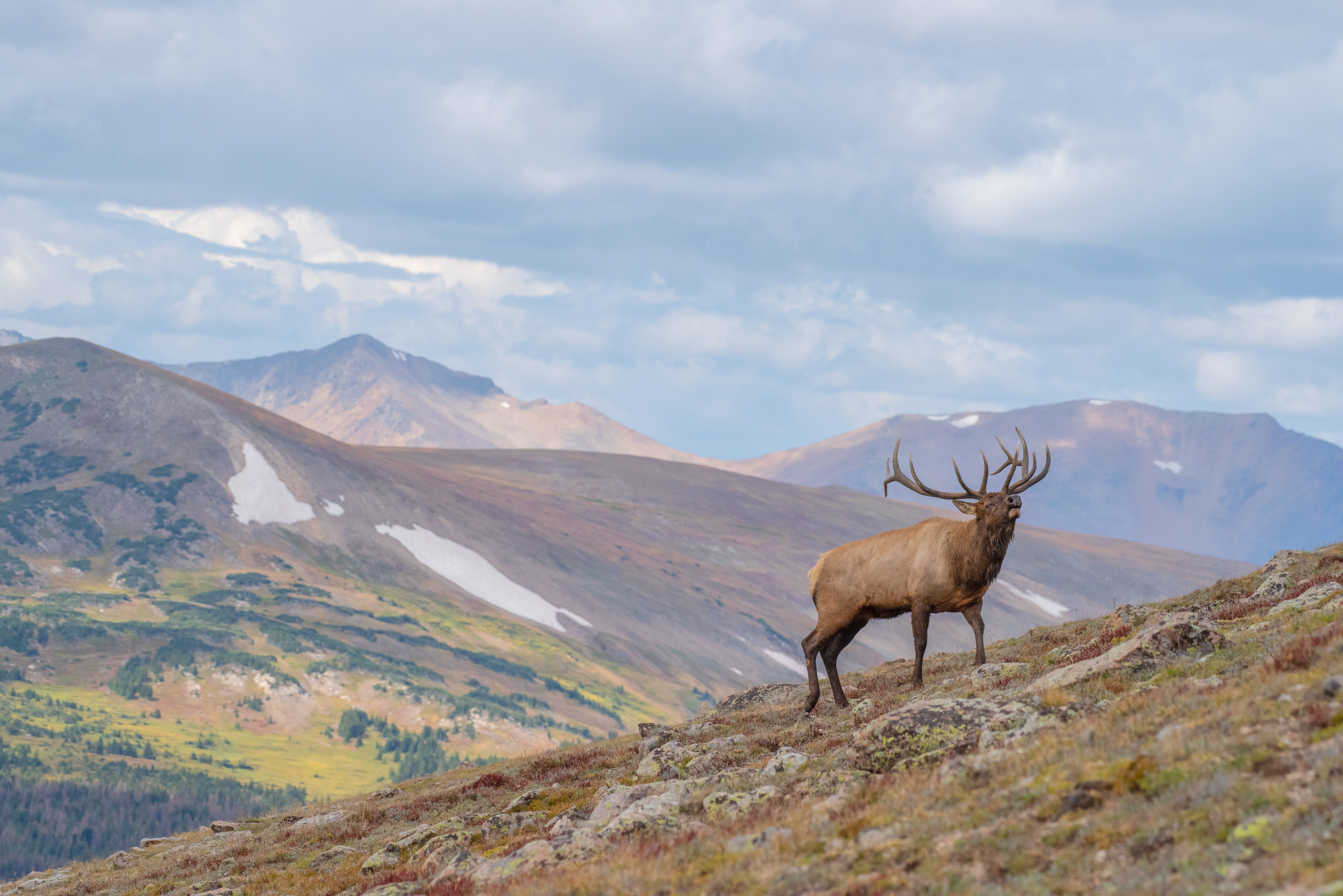An elk on a hillside, elk hunt concept. 