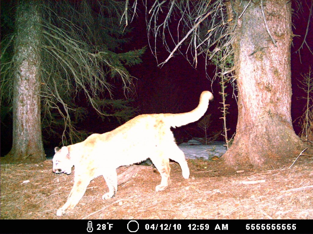 mountain lion on trail camera