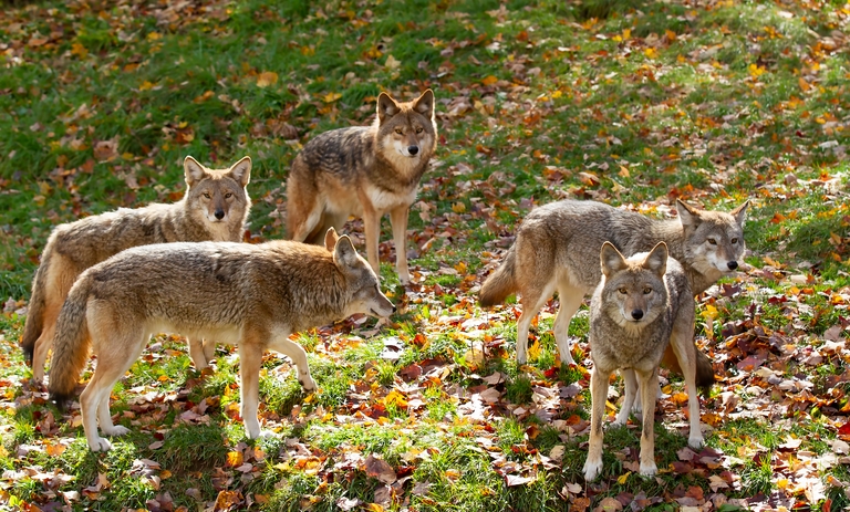 Several coyotes in a field, AR-15 calibers for hunting concept. 