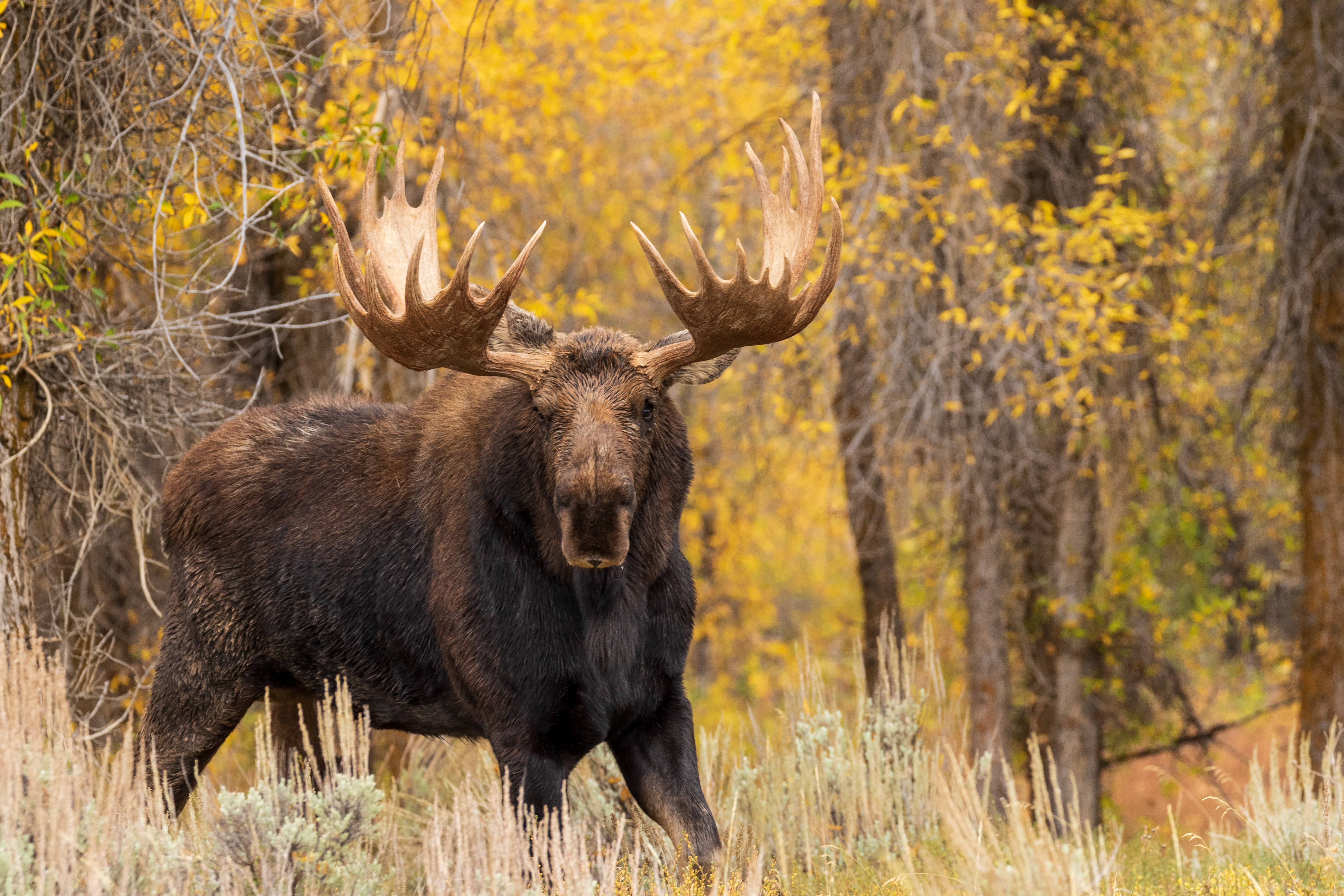 A moose in the woods, stay safe when filling moose tag with hunter education. 