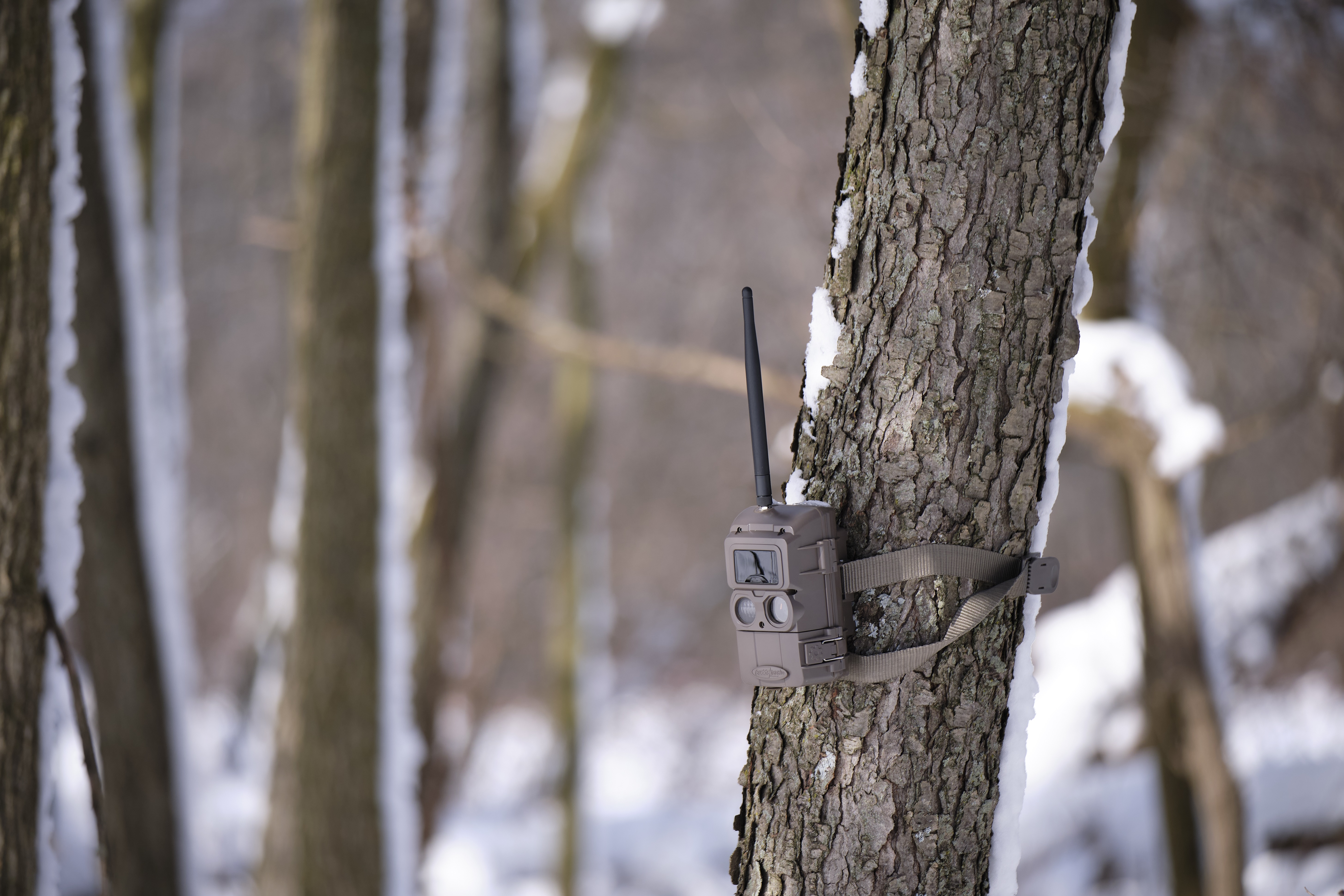 A trail cam on a tree, hunter safety and stealth concept. 