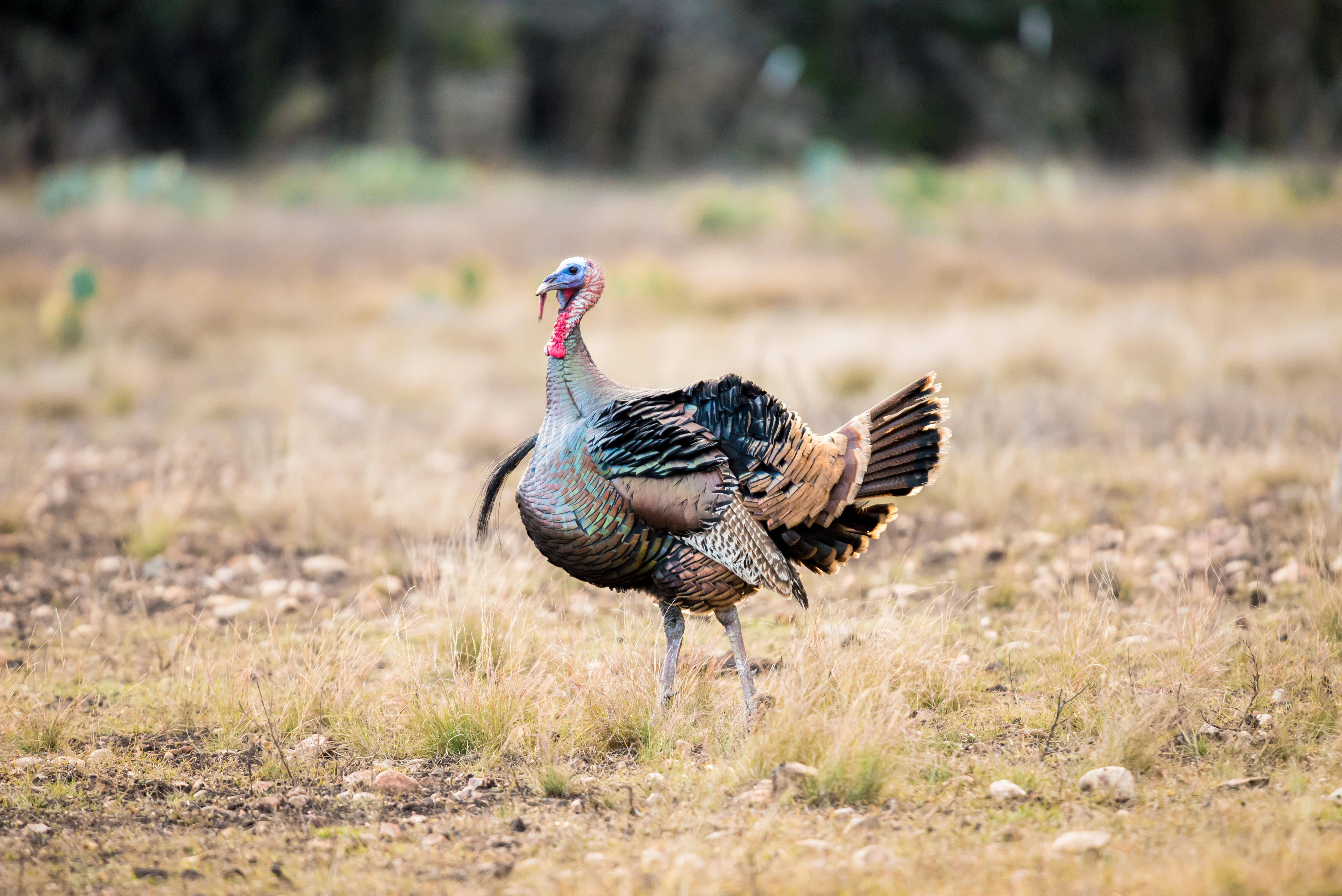 A Rio Grande turkey in a field, hunting turkey concept. 