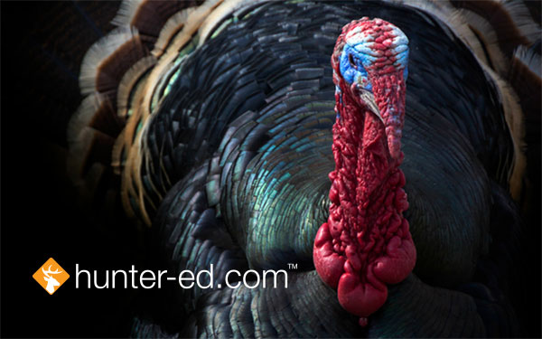 A close-up of a turkey, four turkey tips for hunters. 