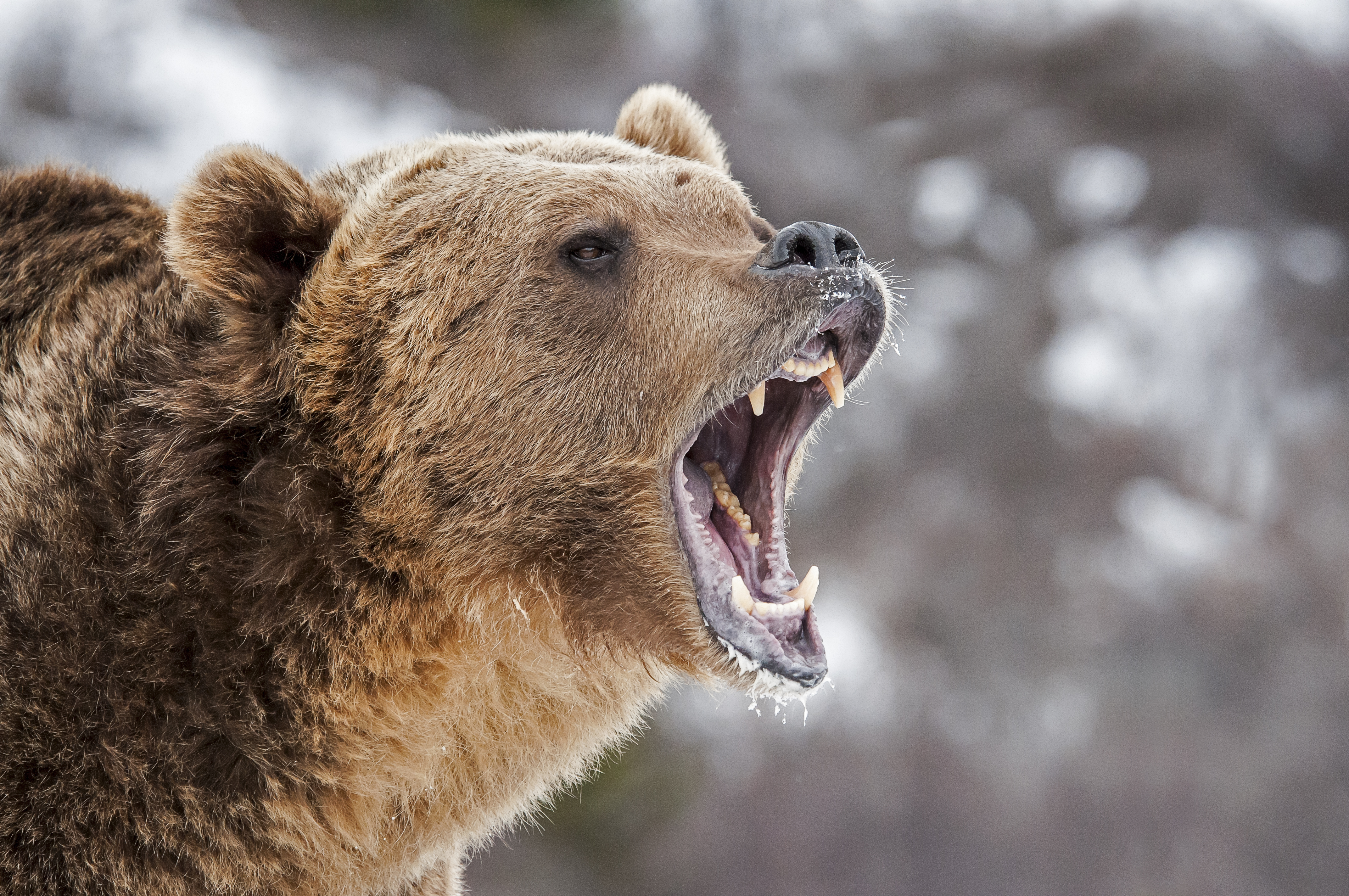 Close-up of a bear, bear encounters concept. 