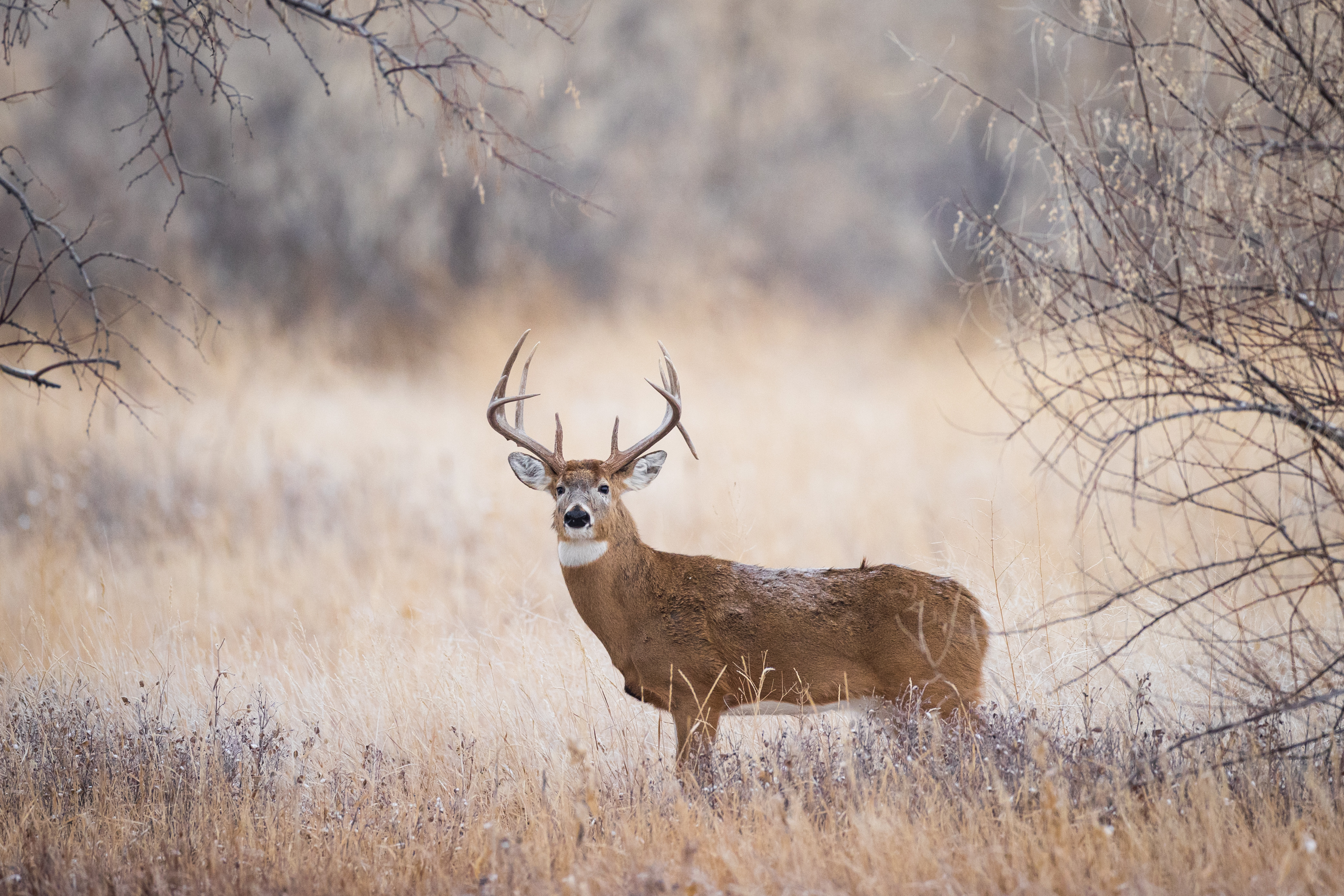 A whitetail dear in the field, ethical hunting concept. 