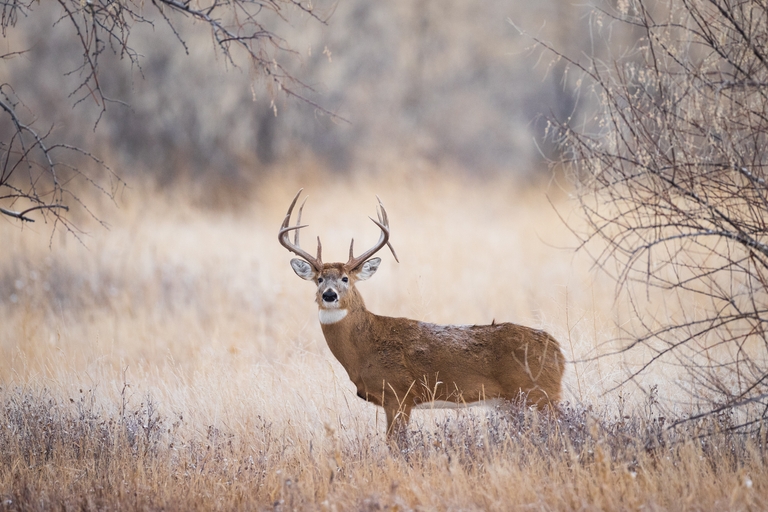 A whitetail dear in the field, ethical hunting concept. 