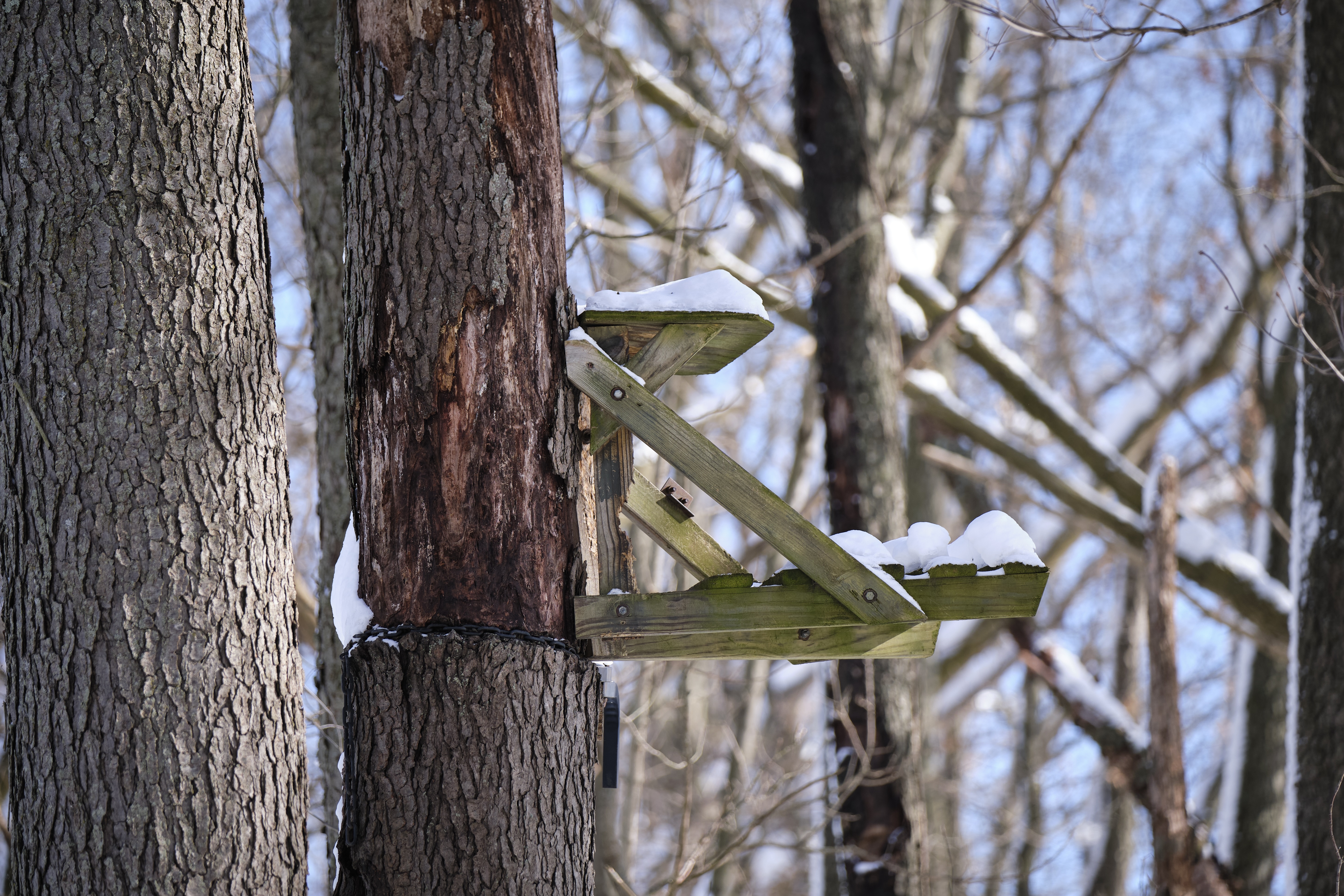 A tree stand waits for a hunter next bowhunting season. 