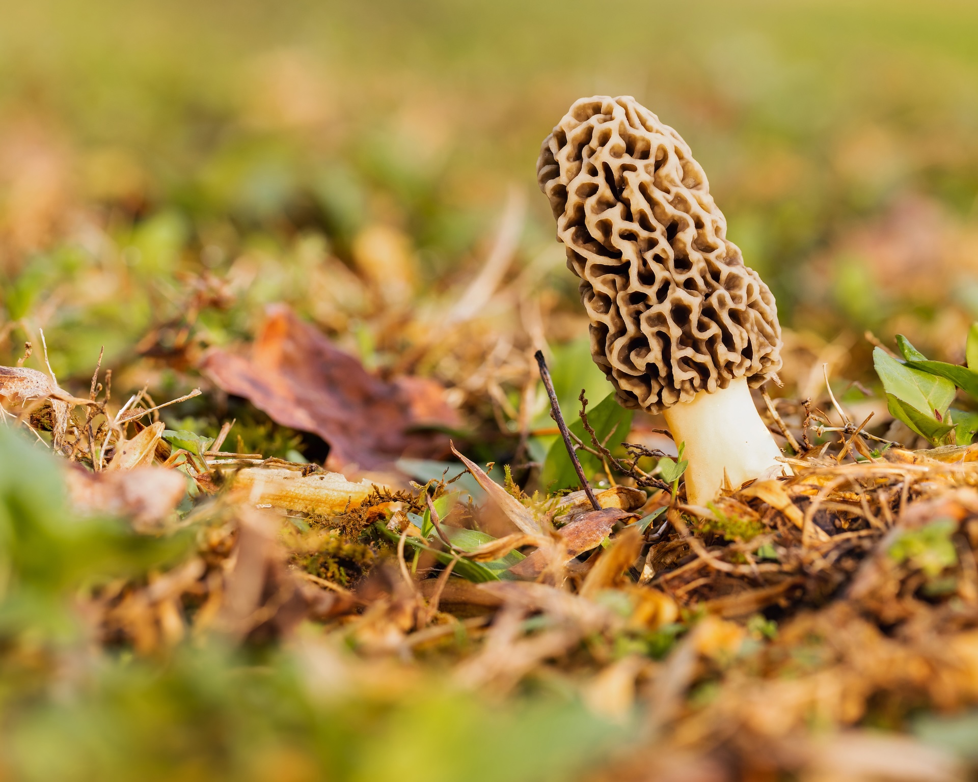 More mushroom on the ground, where go morel mushrooms grow concept.