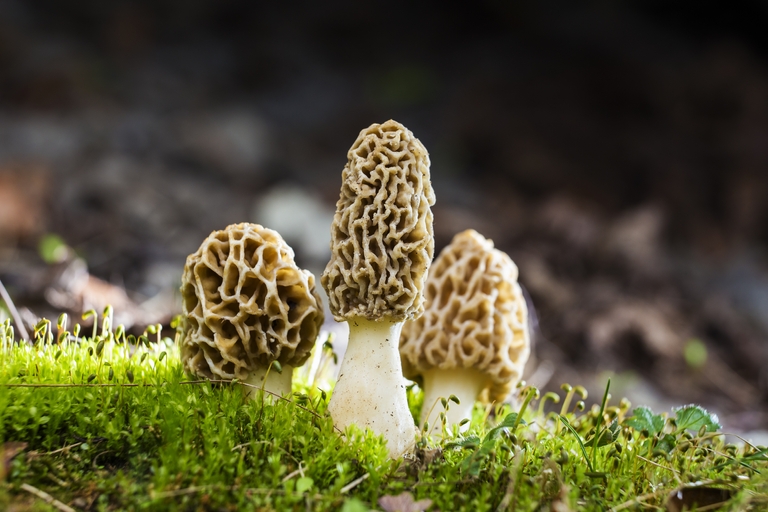 Close-up of morel mushrooms on the ground. 