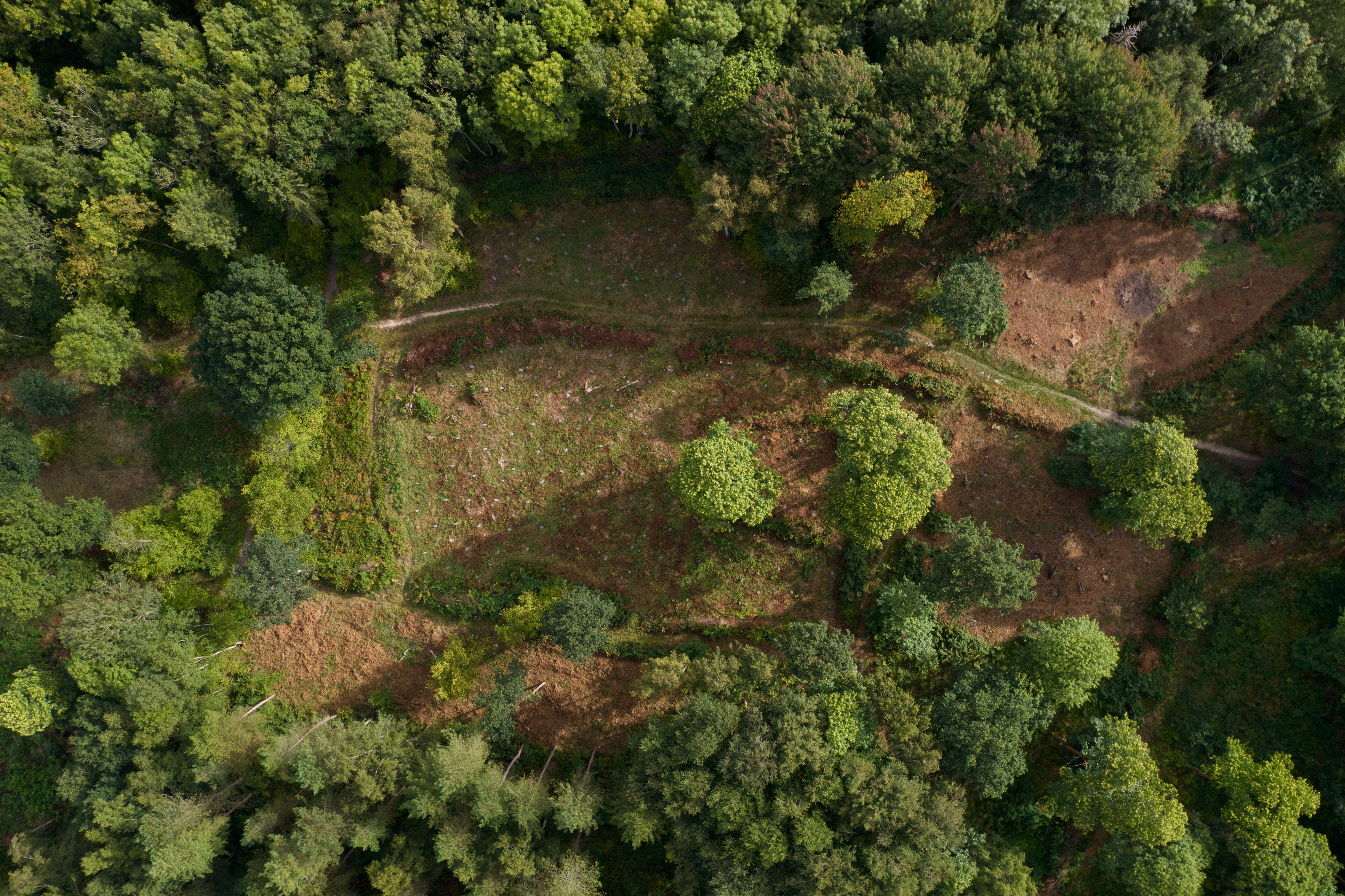 Aerial image of a forest and clearing, where to find morel mushrooms concept.