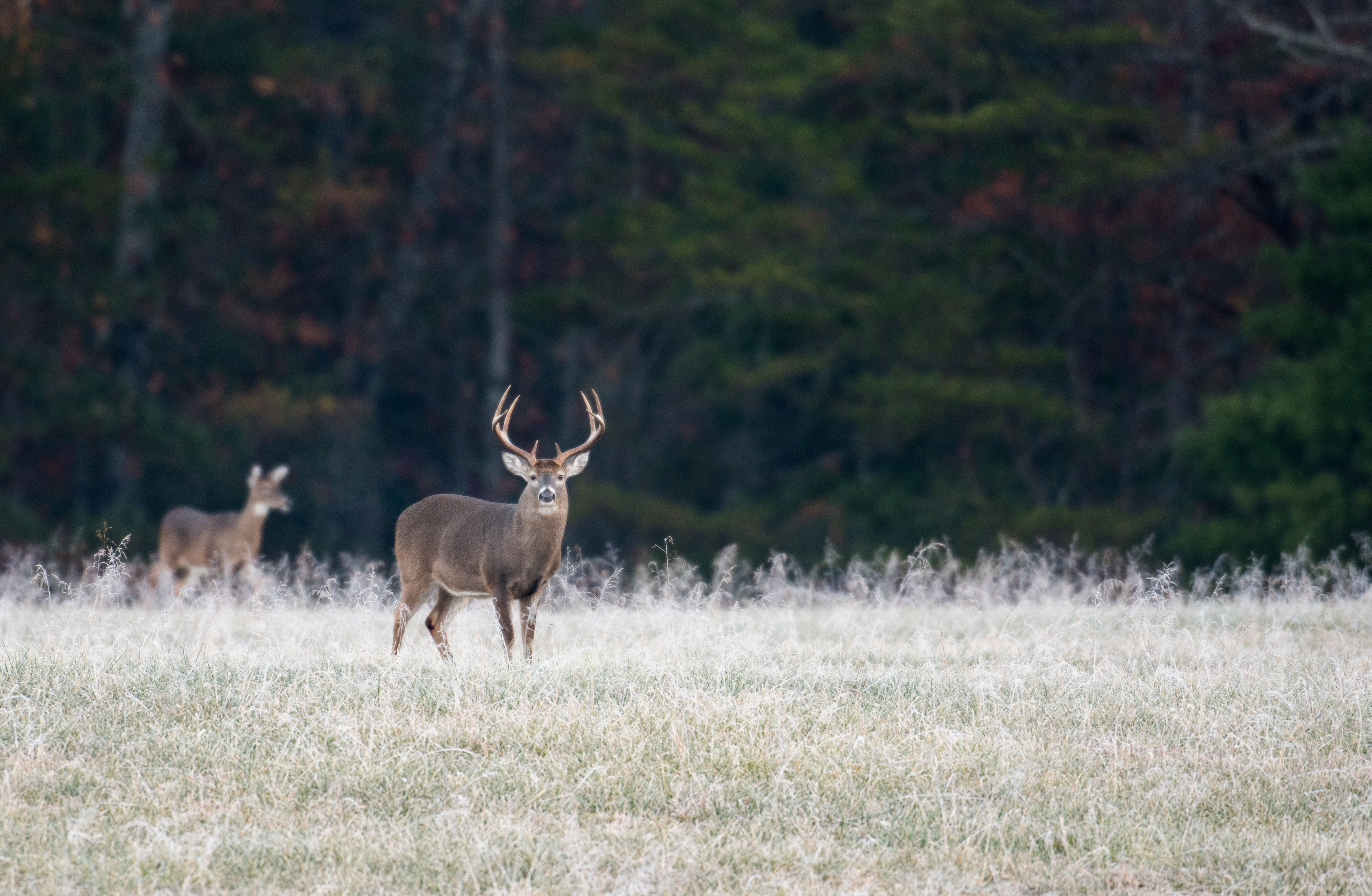Two white tail deer in the field, hunters ed concept. 