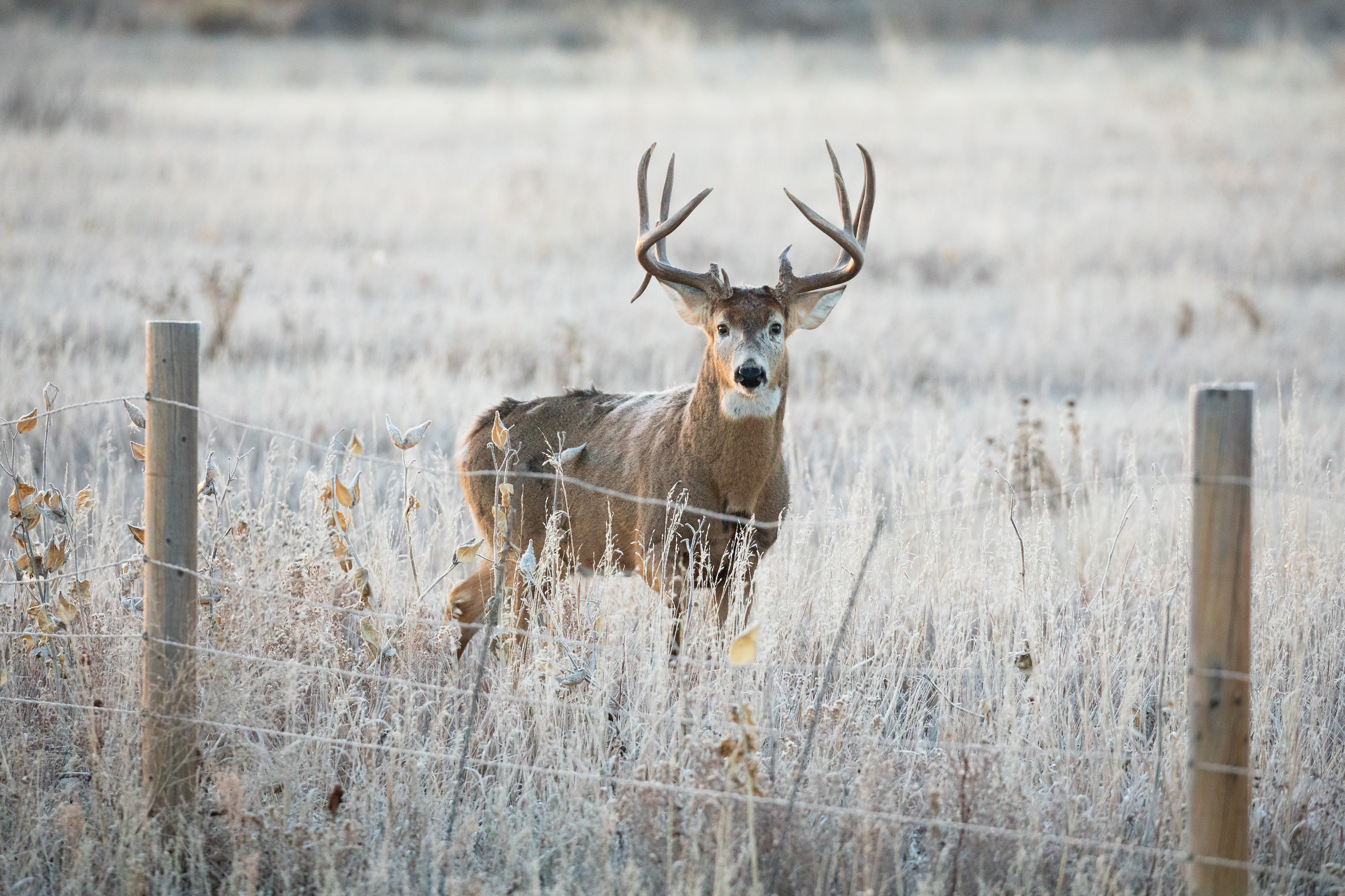 A whitetail buck on the other side of a fence, carrying hunting rifles safely concept. 