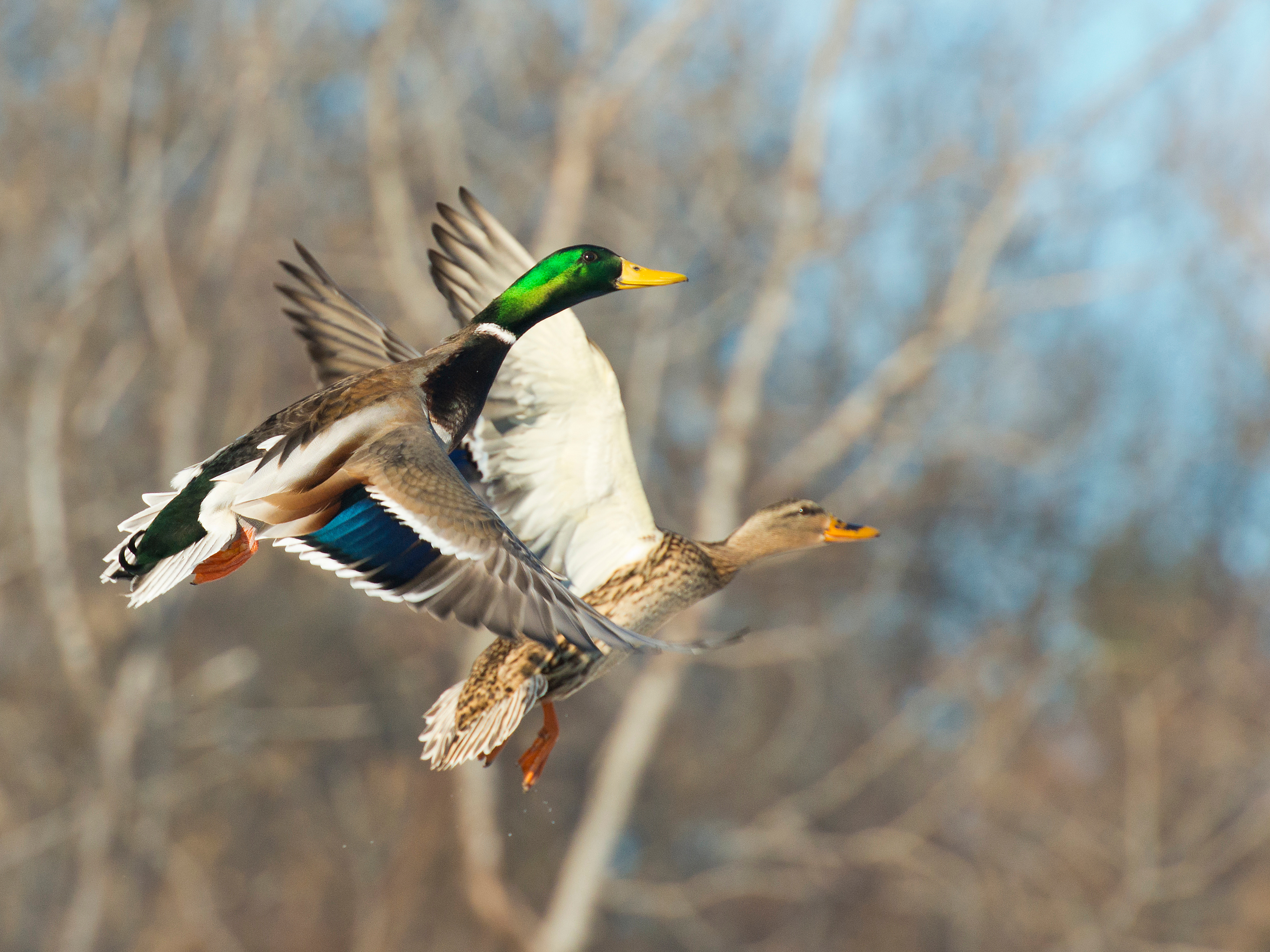 Ducks in flight, hunting dogs to flush out birds concept. 