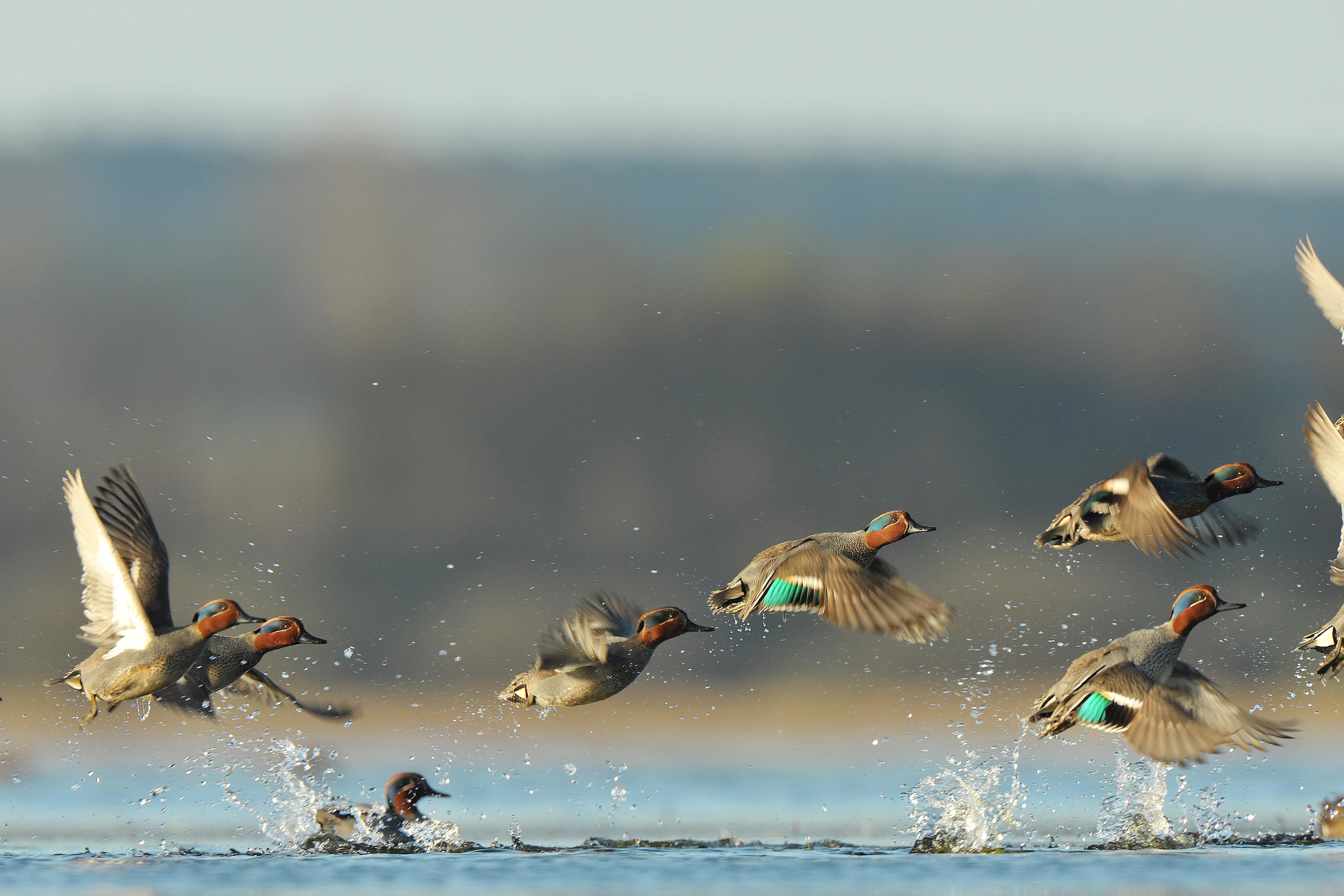 Ducks in flight across the water, what is a bird dog concept. 