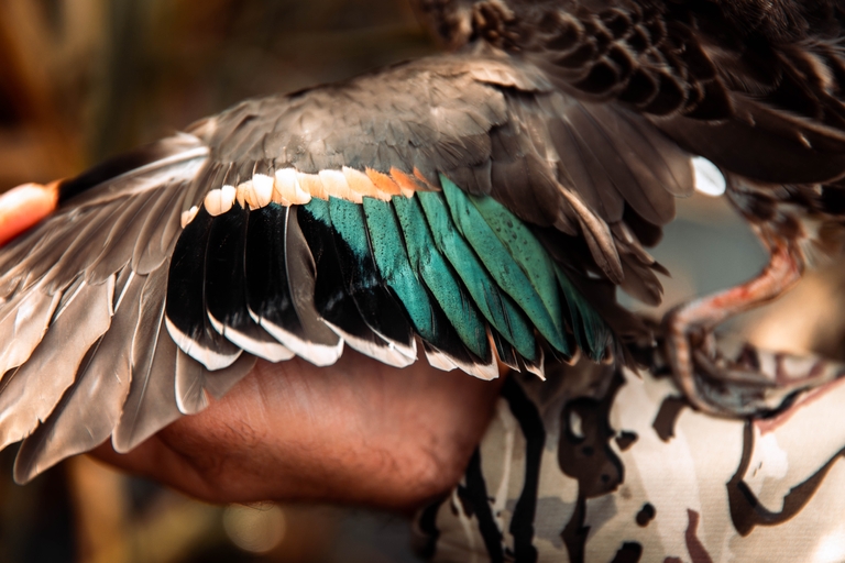 A hunter shows a close-up of a duck wing, bird dog hunting concept. 