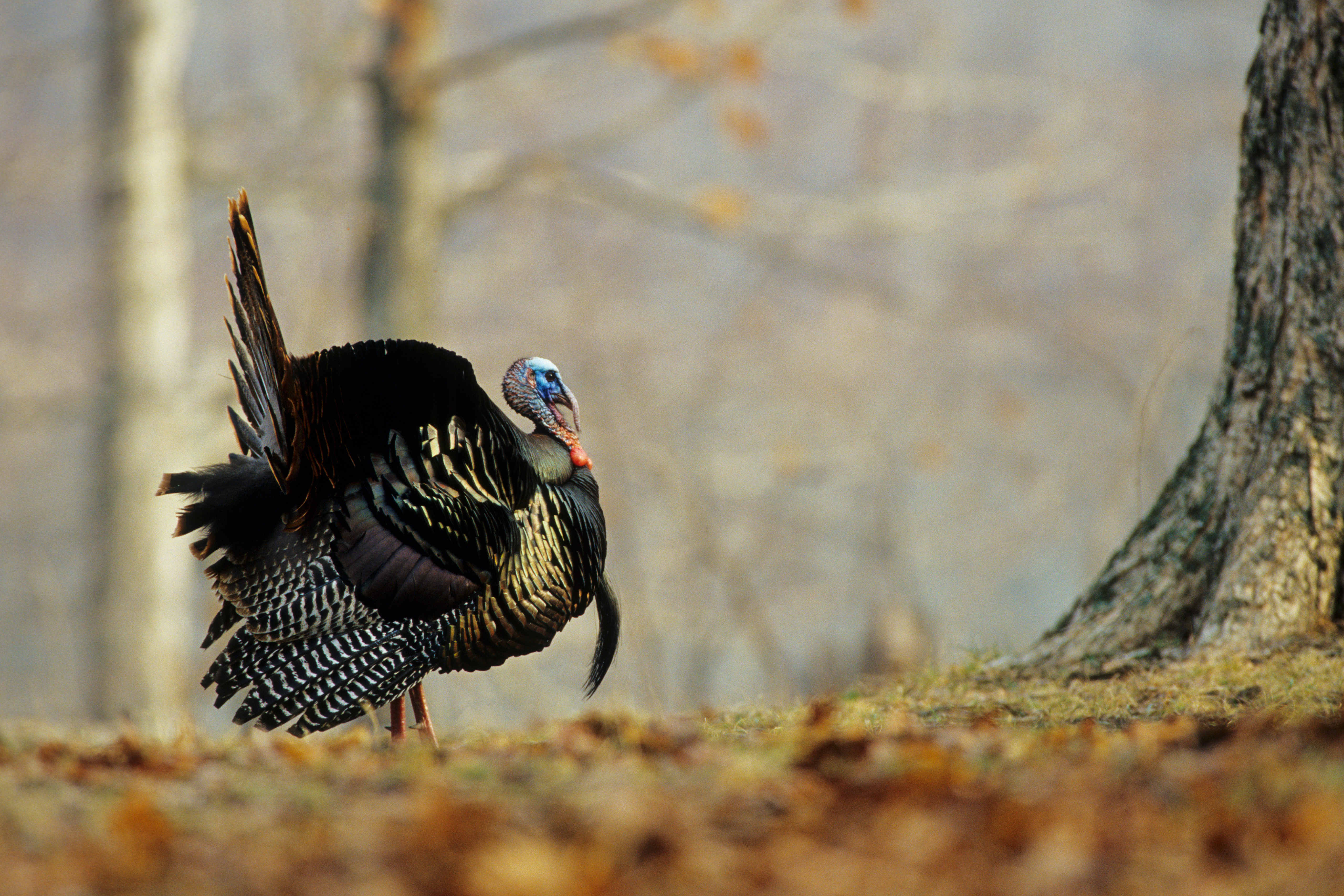 A turkey near a tree, using turkey calls while hunting concept. 