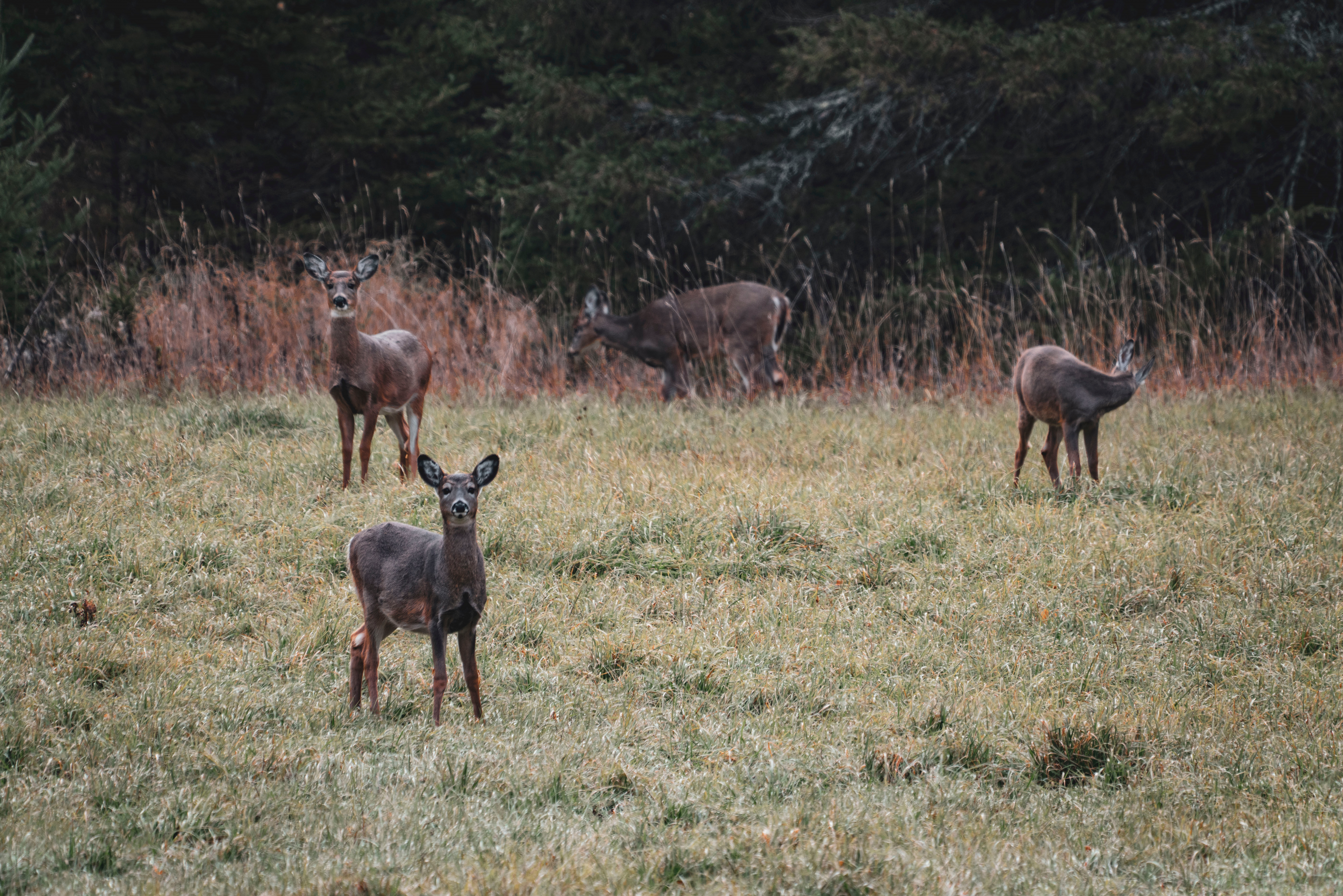 Deer grazing in a field, what do deer eat concept. 