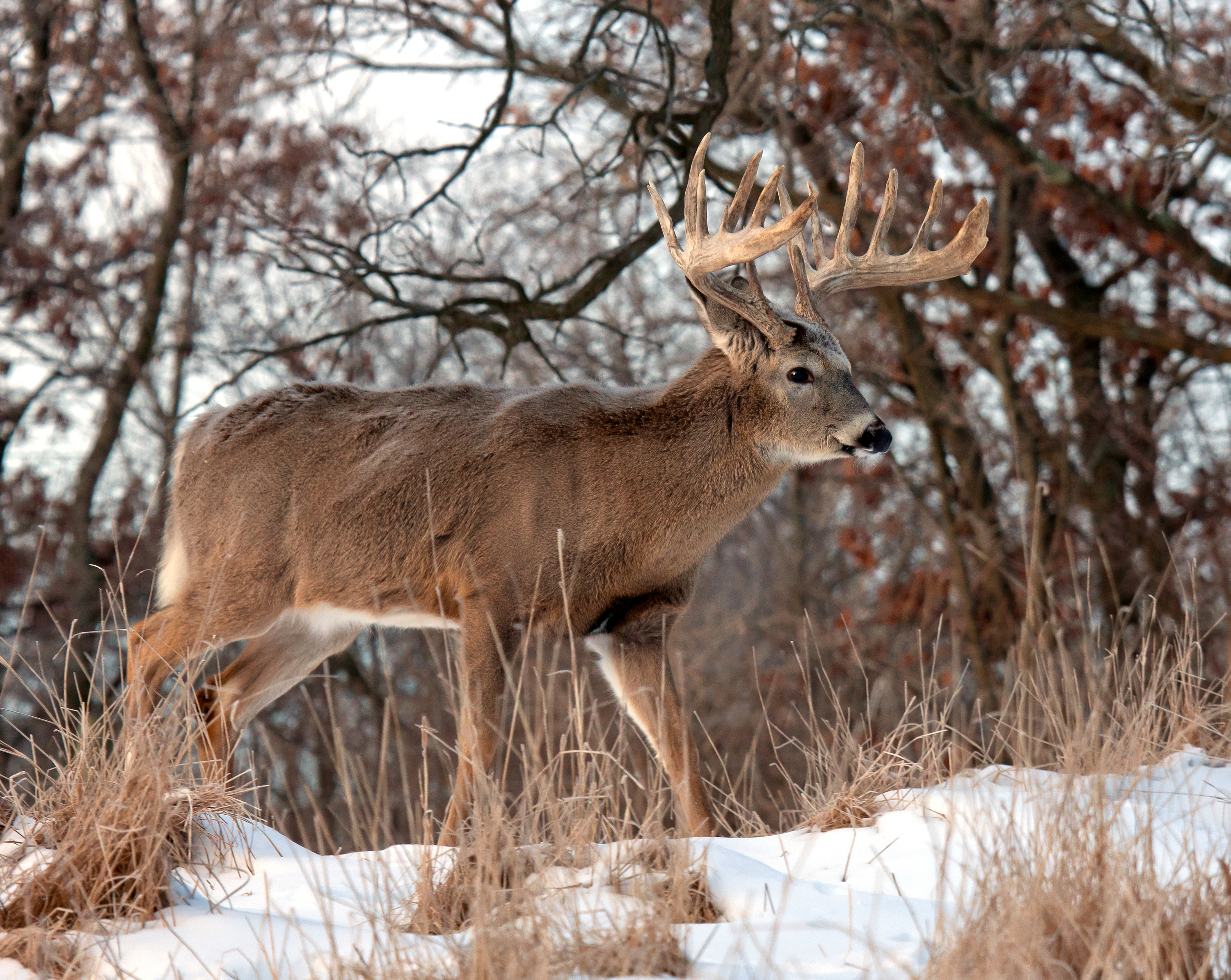 A buck walking on snow-covered ground, what do deer eat concept. 