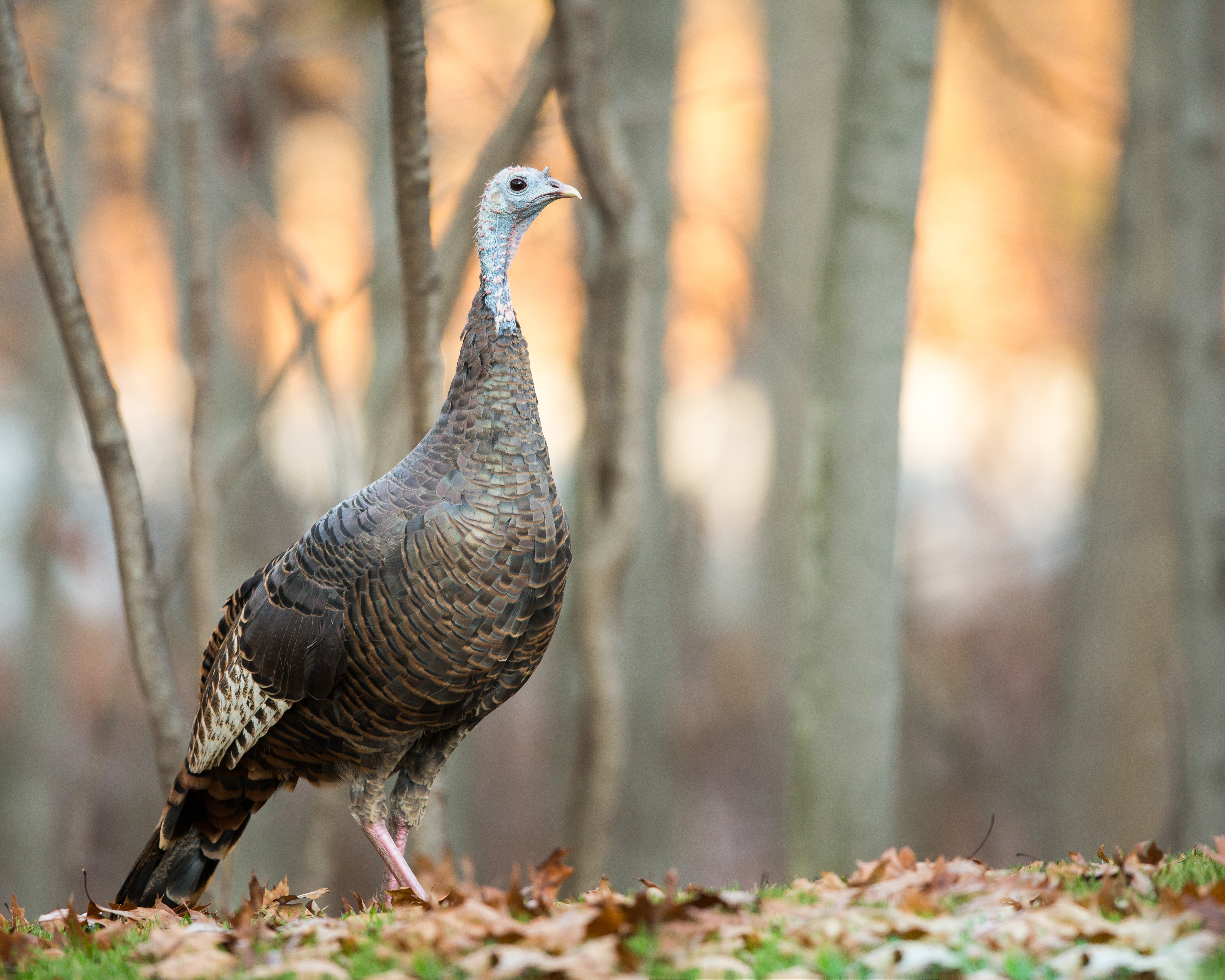 A turkey in a field, safety while turkey hunting concept. 
