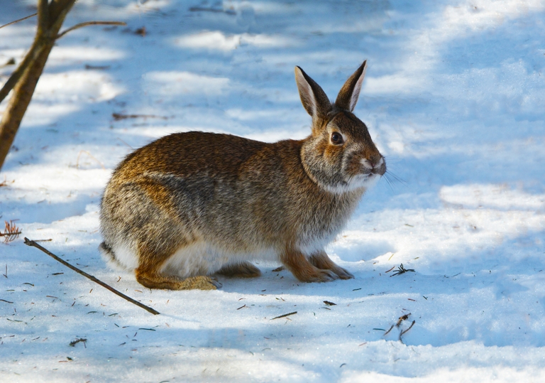 A rabbit in the snow, hunting with an air pistol concept.