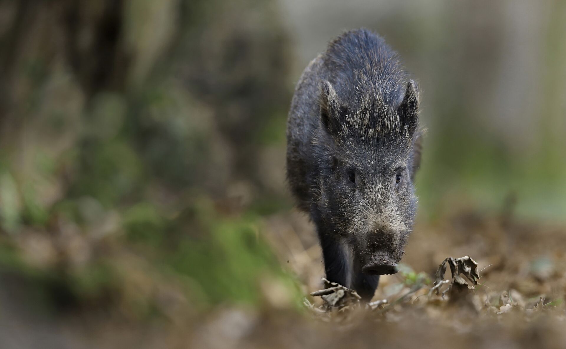Close-up of a feral hog in the wild, hunting Canadian super pigs concept. 