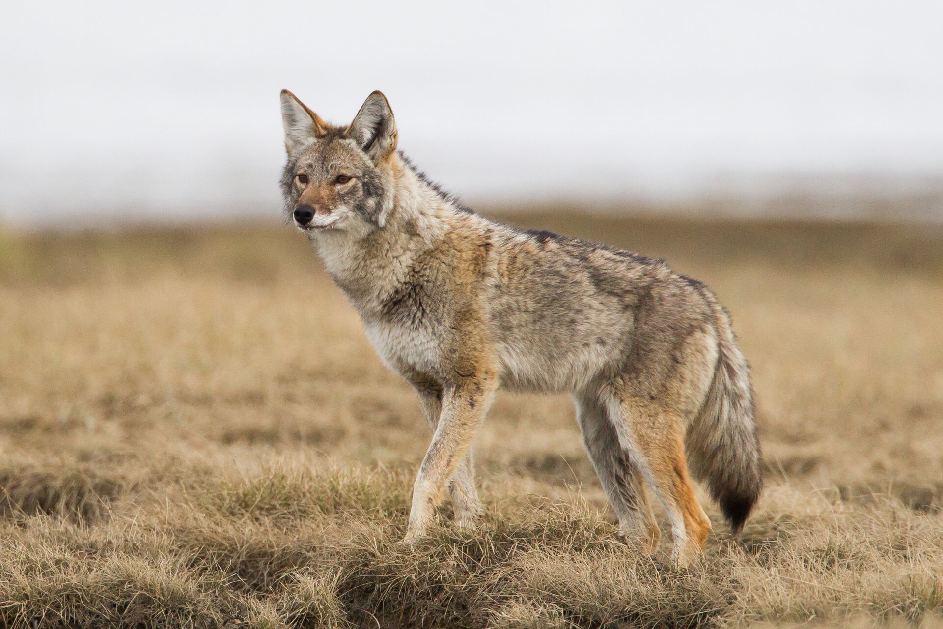 A coyote in a field, hunting with shotguns concept. 