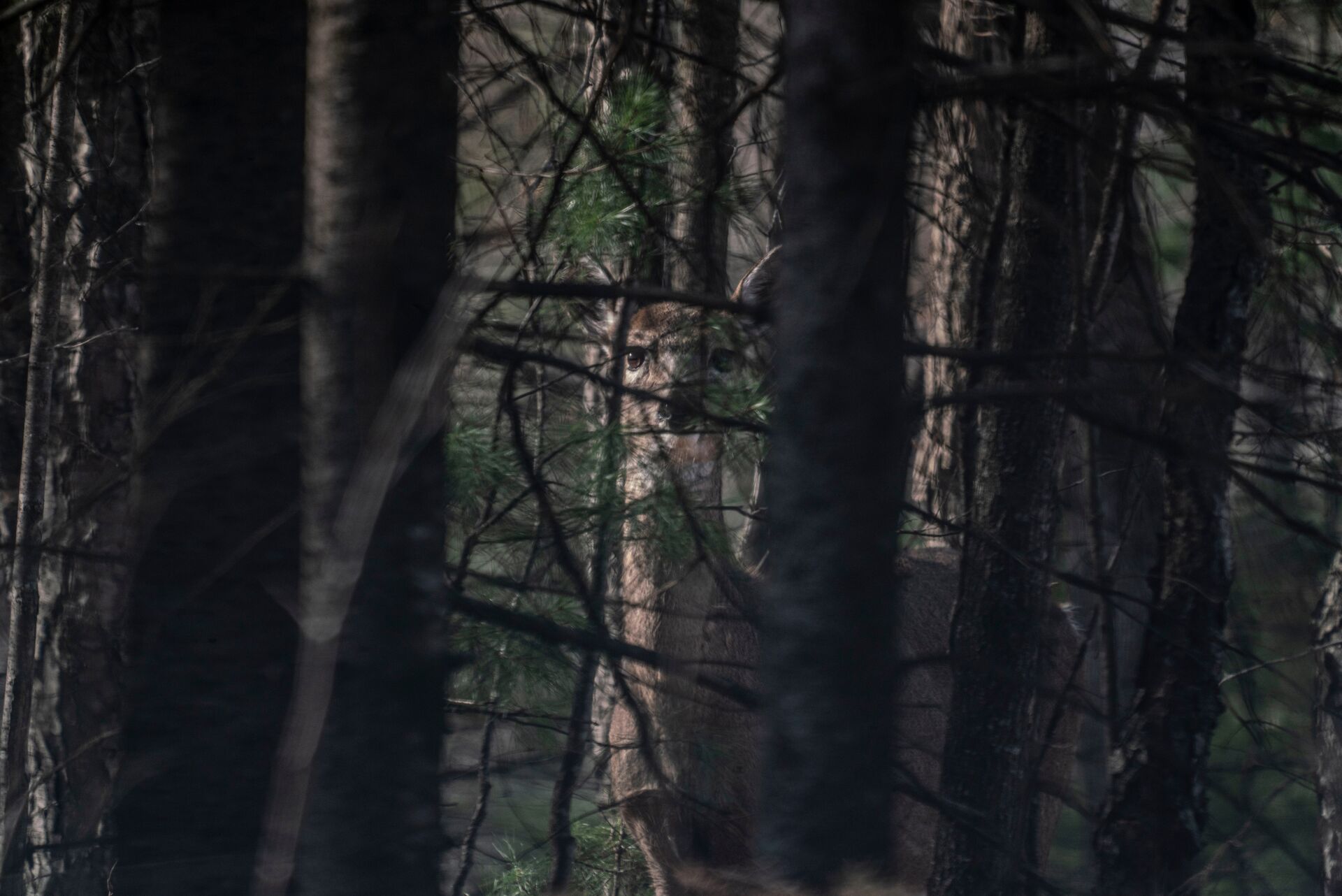 A deer looking through the trees, use trail cams concept. 