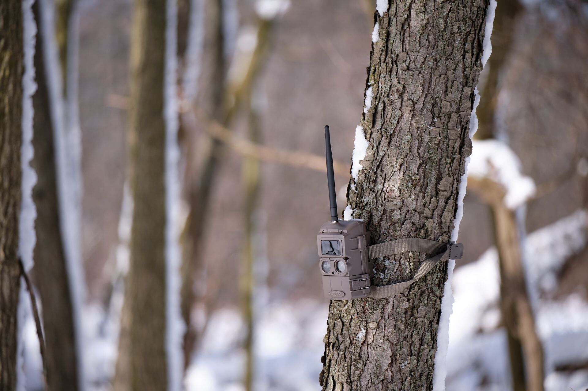 A cellular trail camera on a tree. 