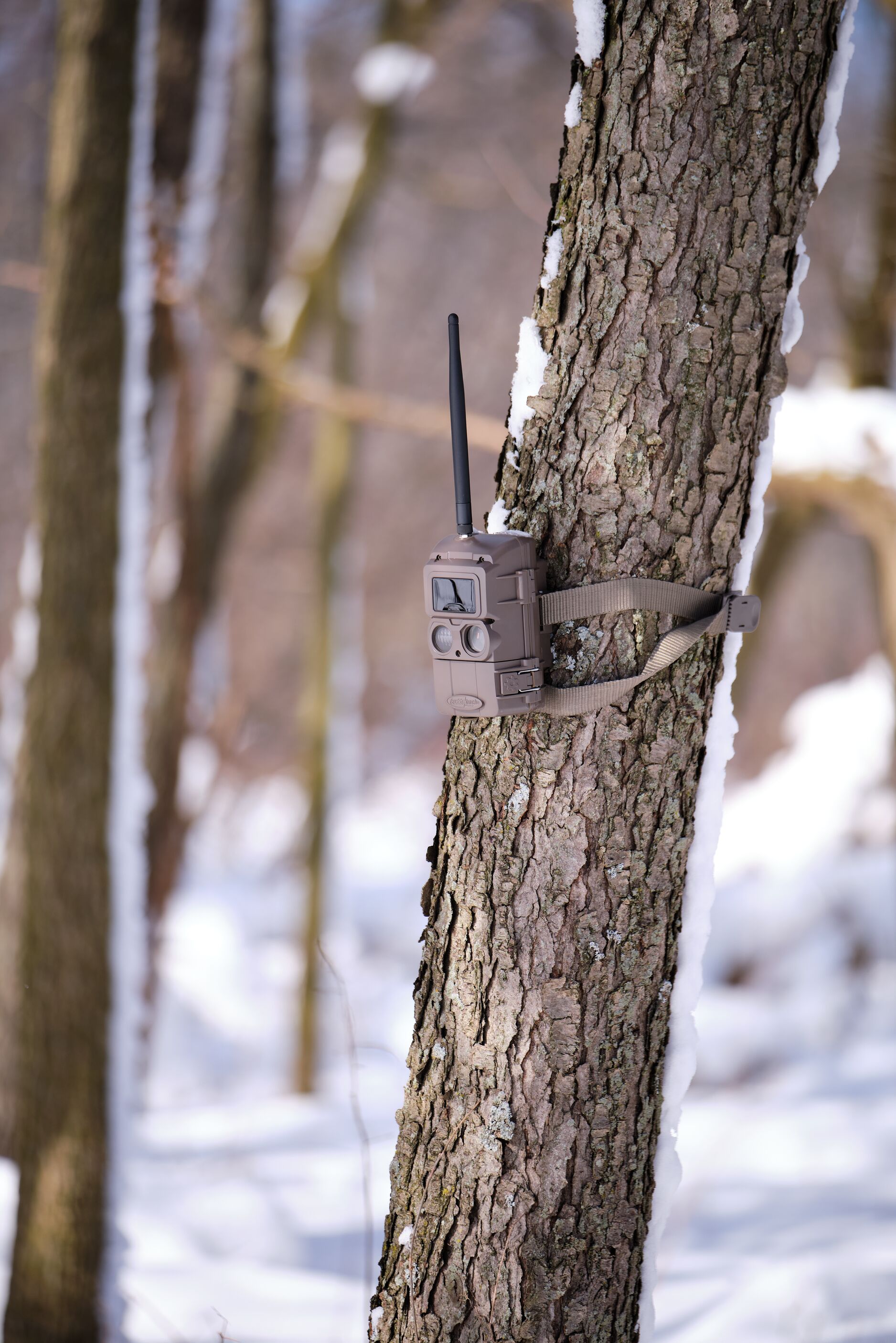 A trail cam strapped to a tree. 