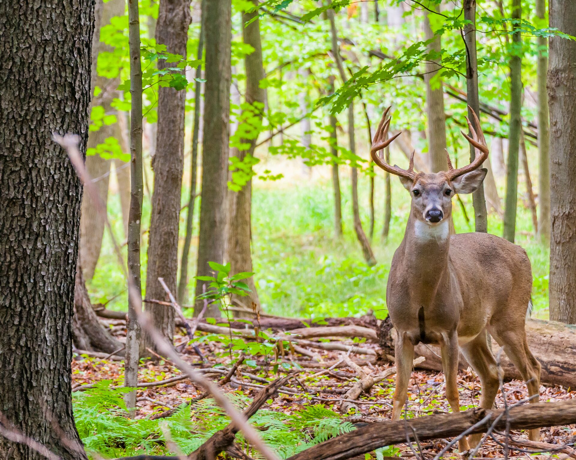 A whitetail buck in the trees looking at the camera, using a cellular trail camera concept. 