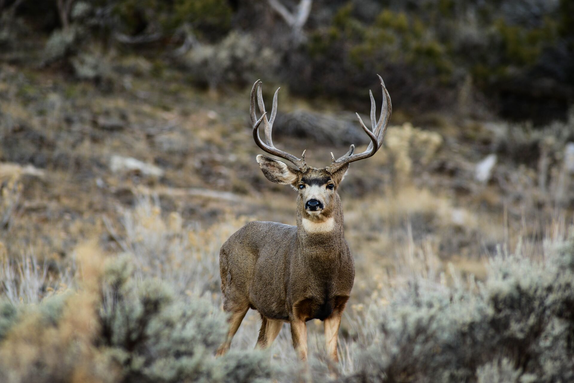 A buck mule deer in the brush, learn hunter safety concept. 