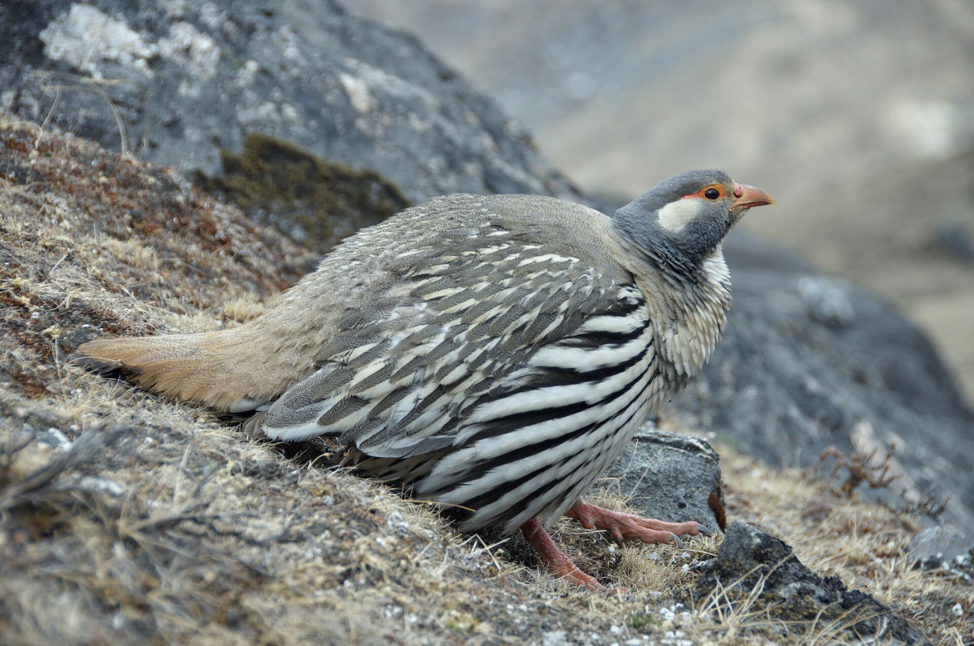 A quail sits on the ground. 