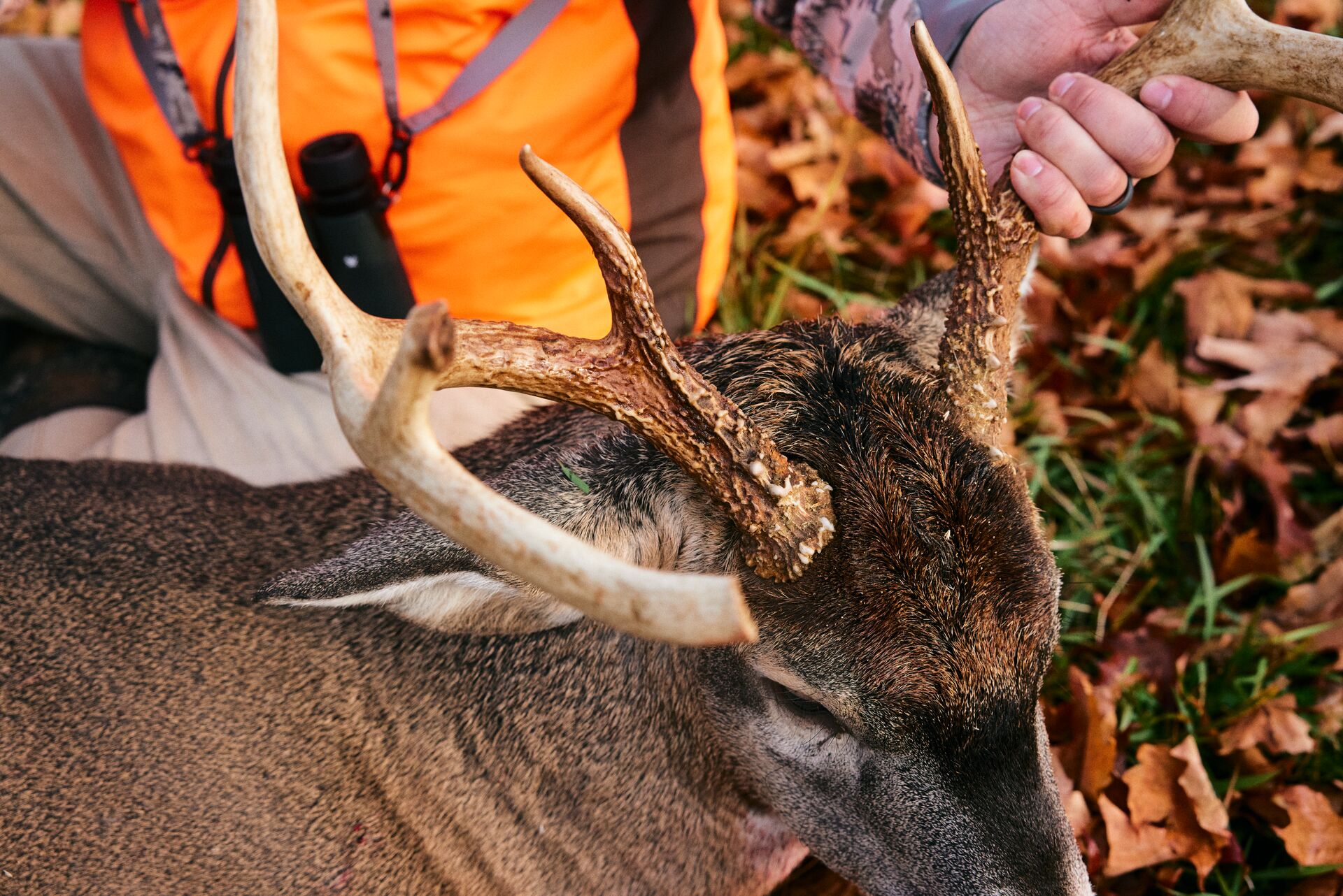 Close-up of a deer's head help up by a hunter, deer anatomy concept. 