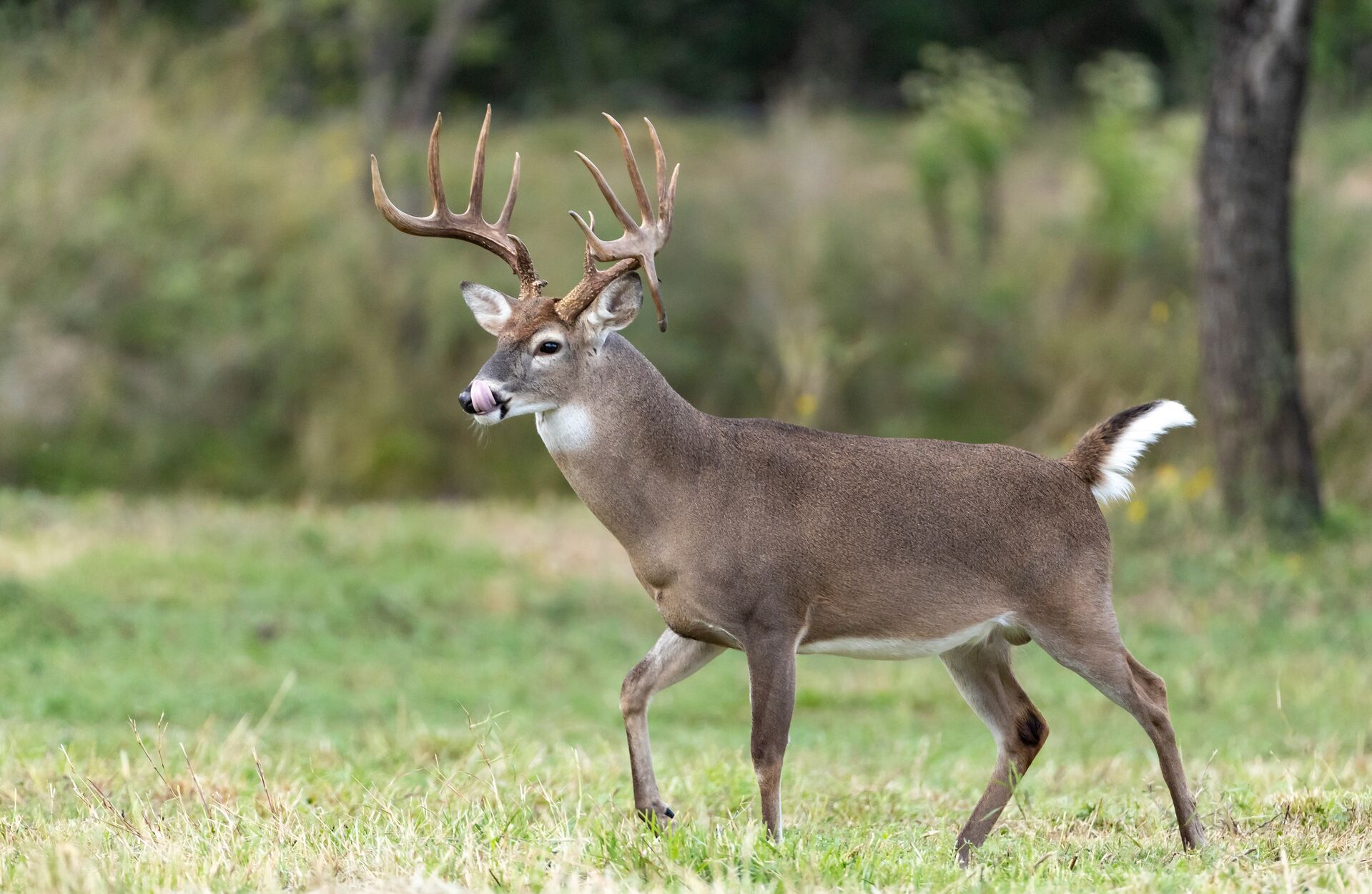 Side view of a whitetail deer, where to shoot a deer concept. 