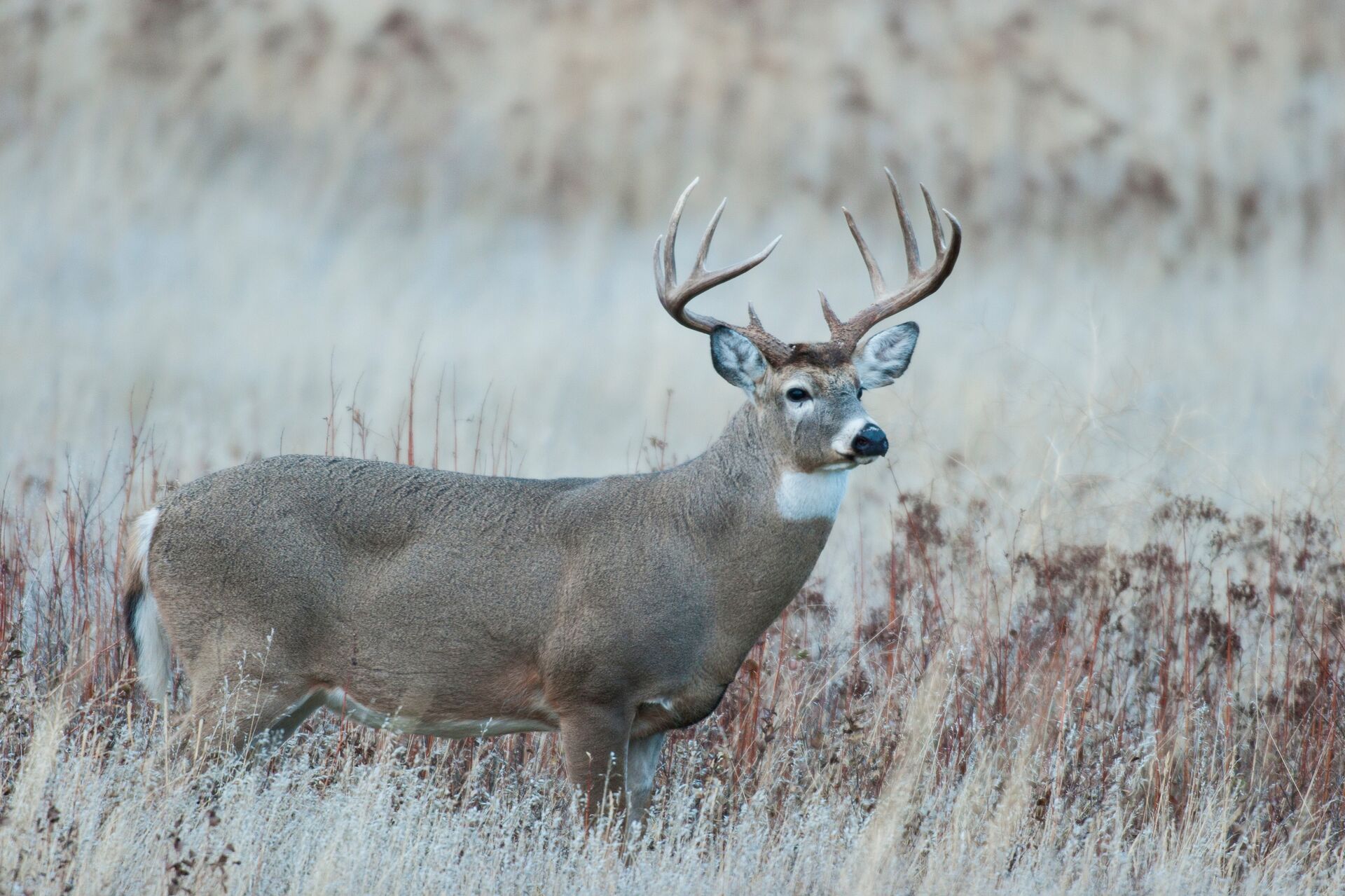 Sideview of a buck deer, understand deer anatomy concept. 