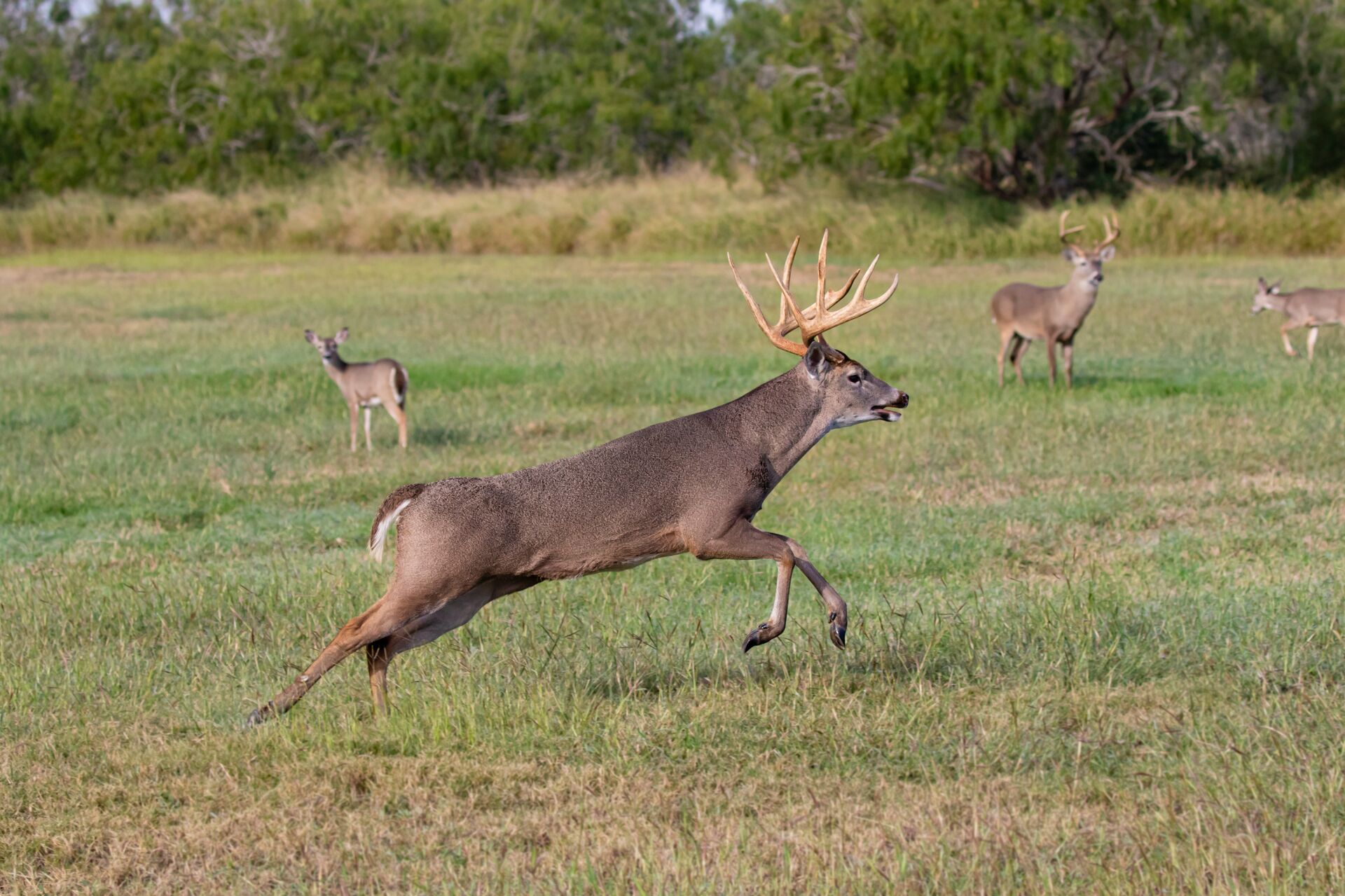 A deer jumps, shot placement concept. 