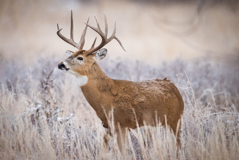 A whitetail buck in tall brush.