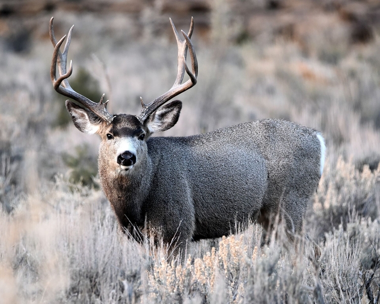 A mule deer in tall brush.