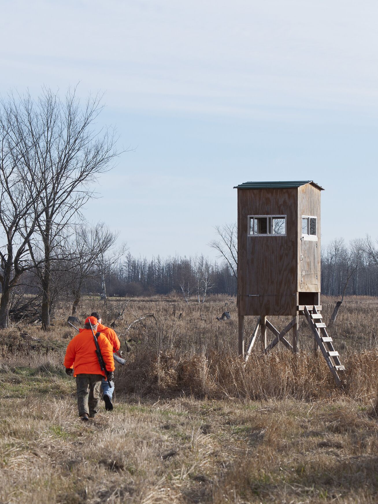 Two hunters wearing blaze orange walk toward a hunting blind, know deer anatomy concept. 