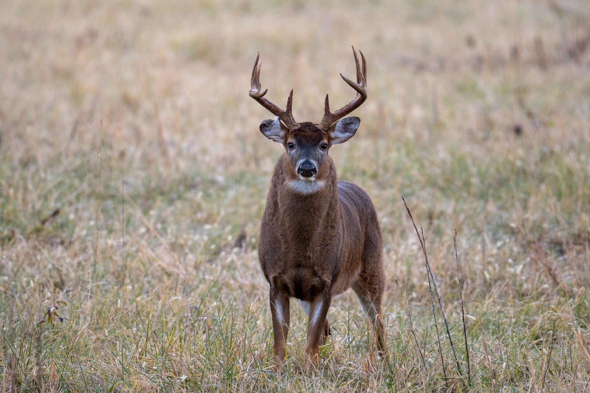 A whitetail buck in a field looks straight ahead. 