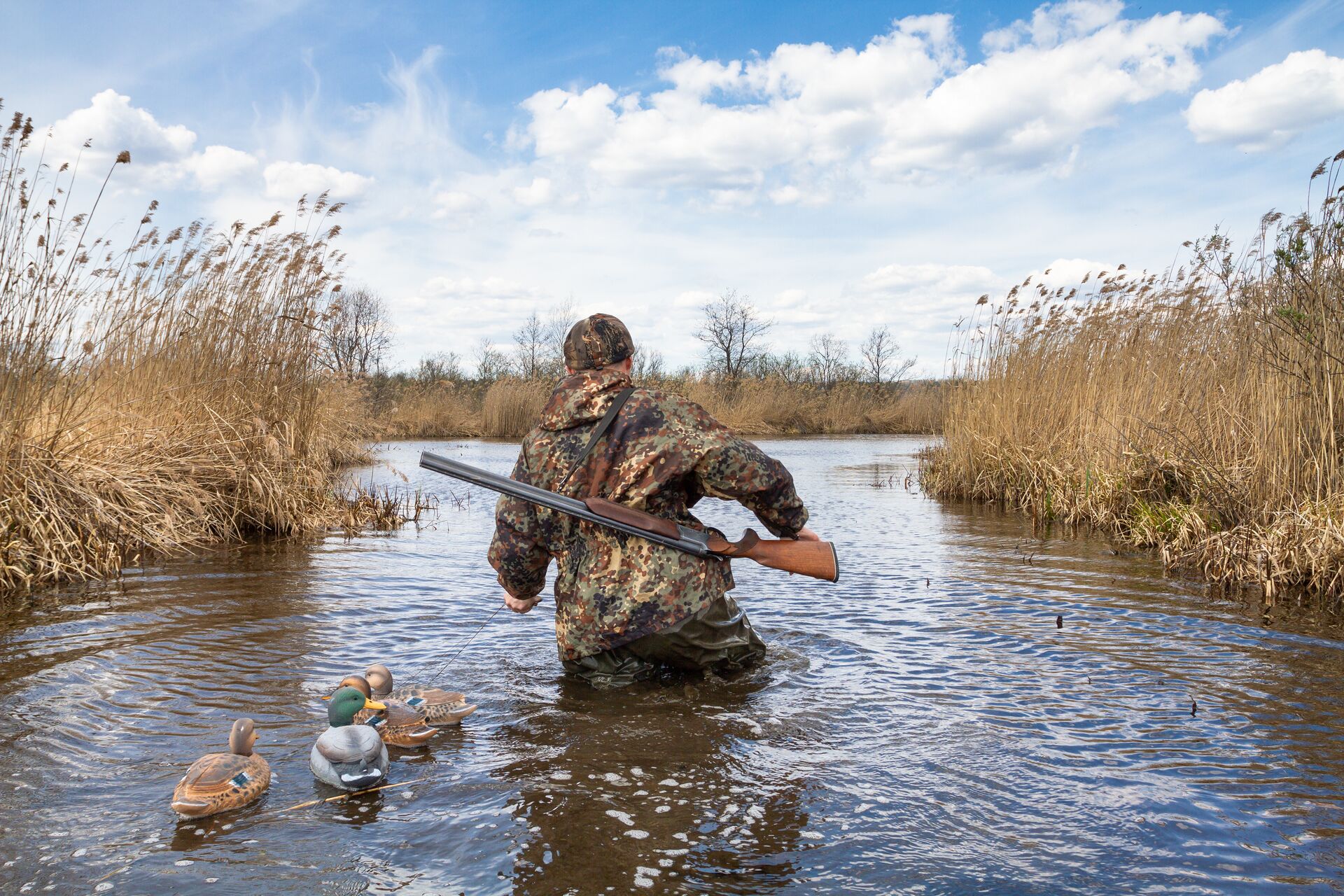 A duck hunter with shotgun and decoys wades through water. 