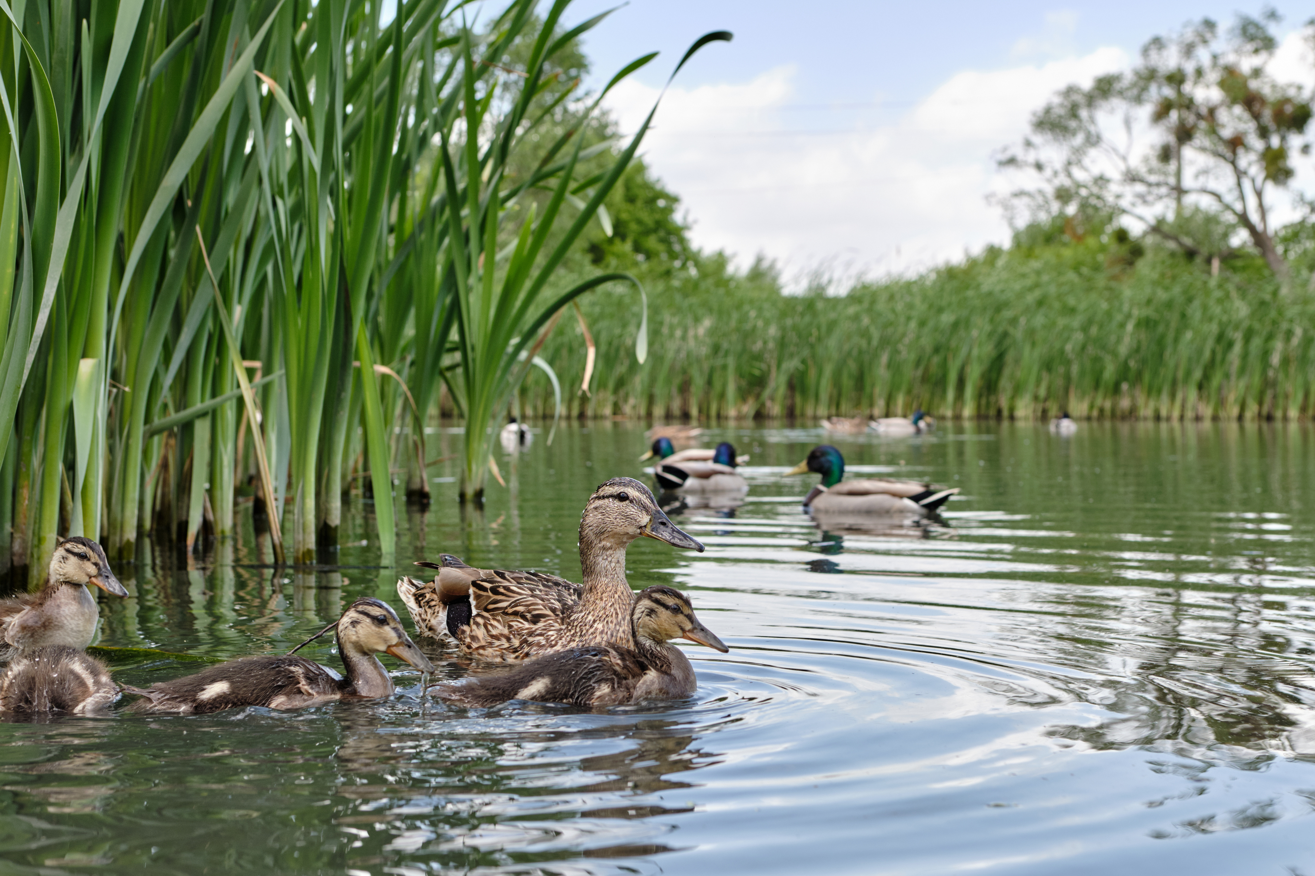 Ducks swim in the water in reeds, mallard duck hunting concept. 