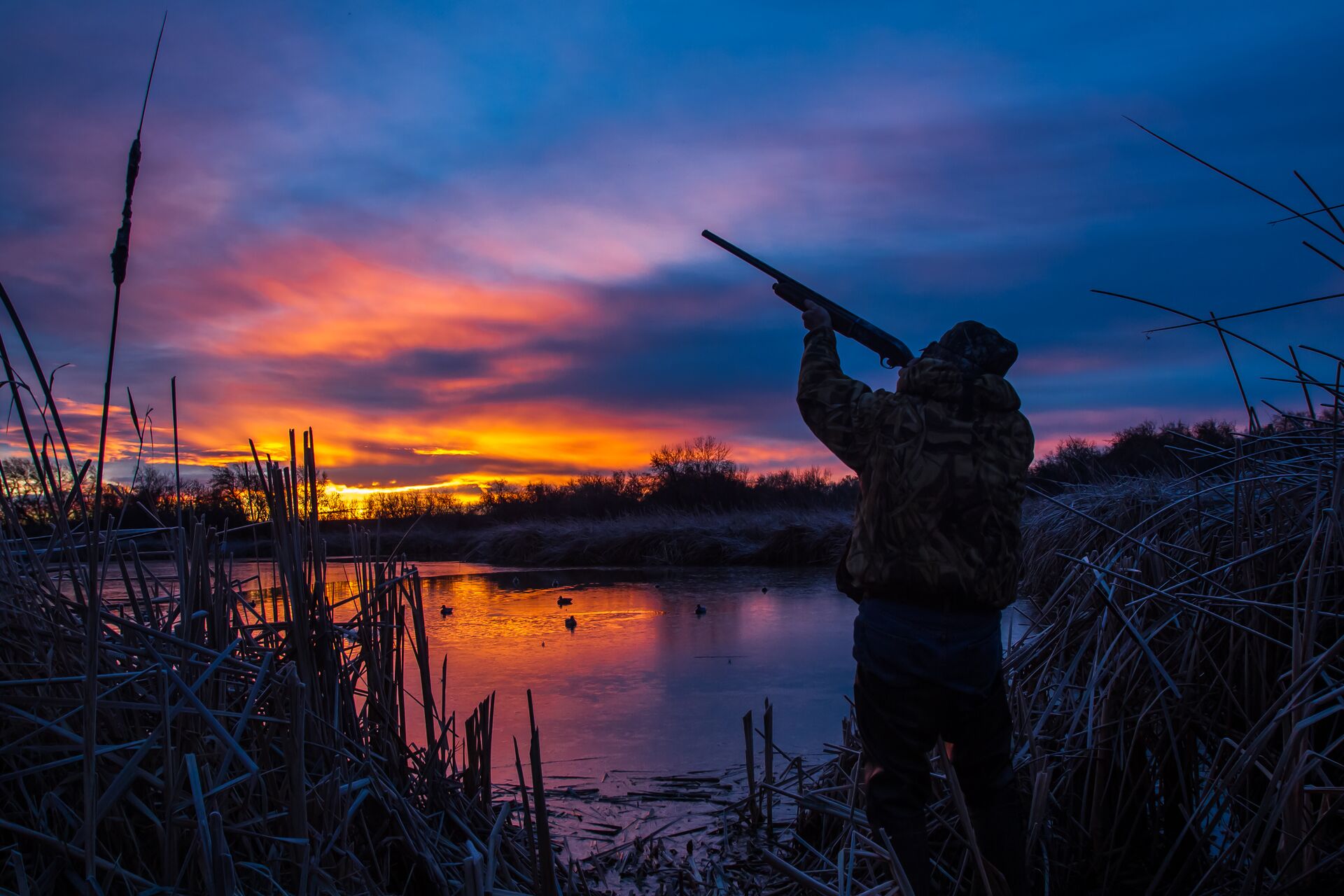 A waterfowl hunter aims a shotgun at dawn. 