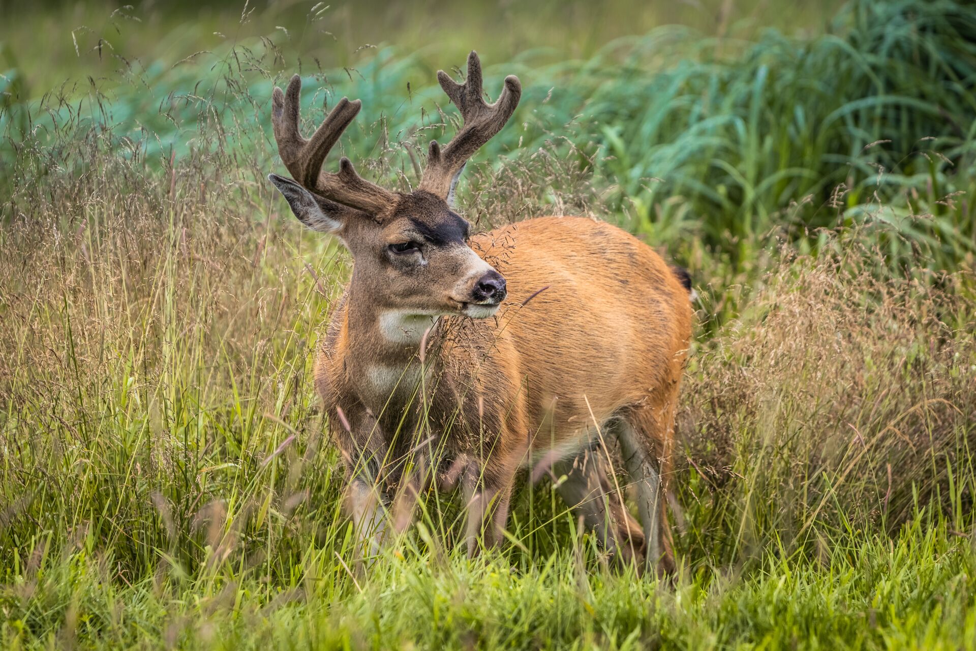 A mule deer with velvet on antlers in a field. 