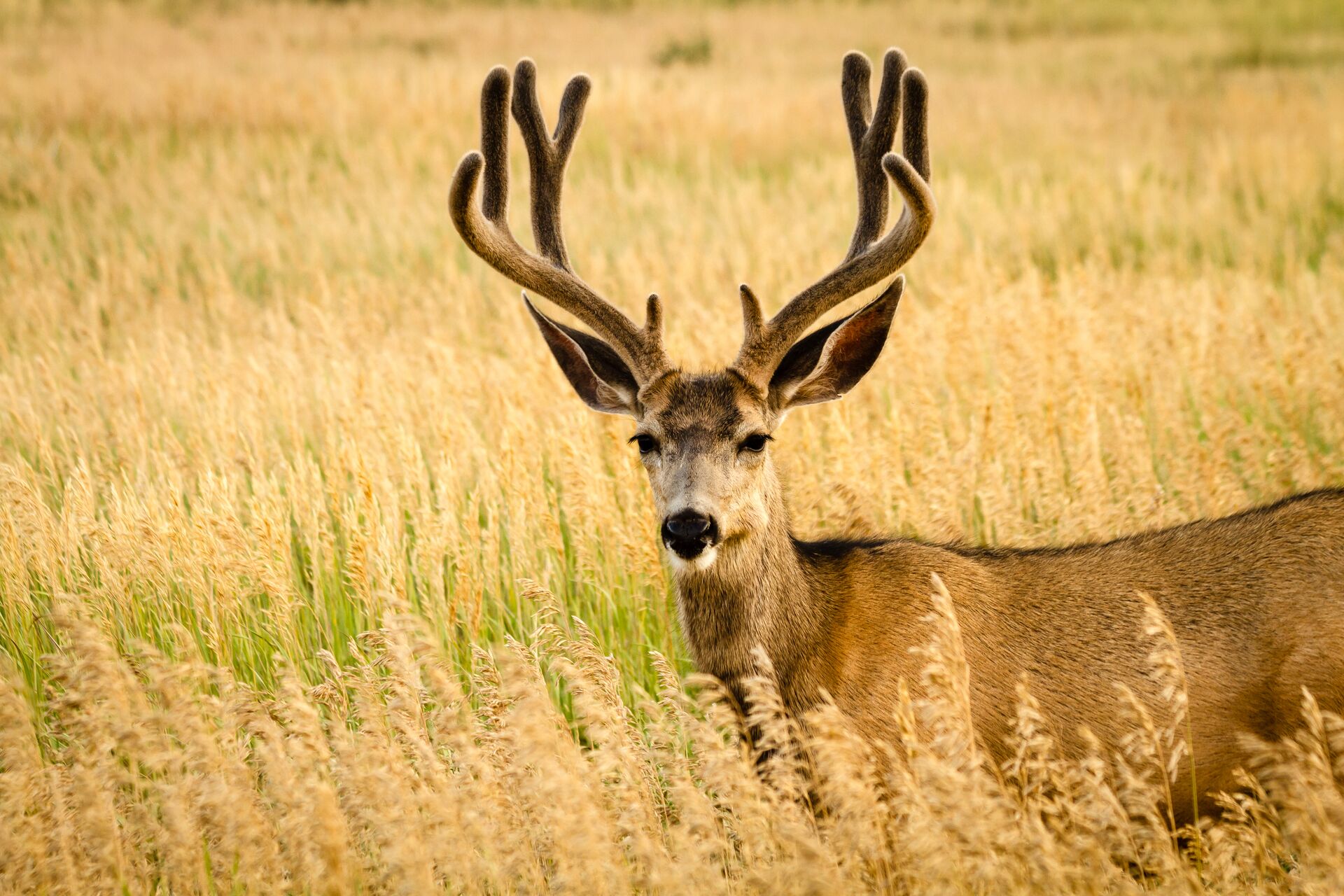 A mule deer with tall antlers in a field.