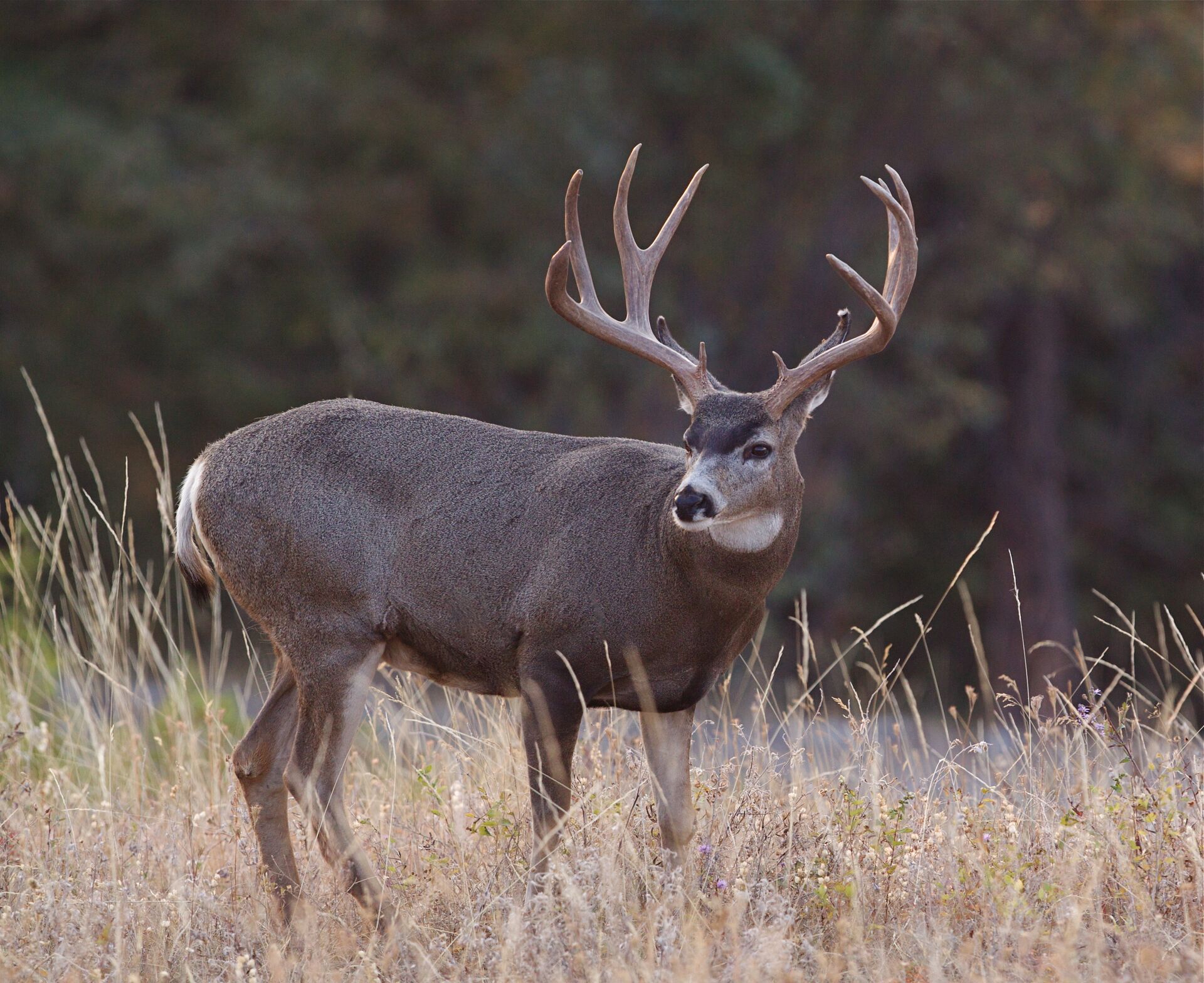 A mule deer buck with large antlers in a field. 