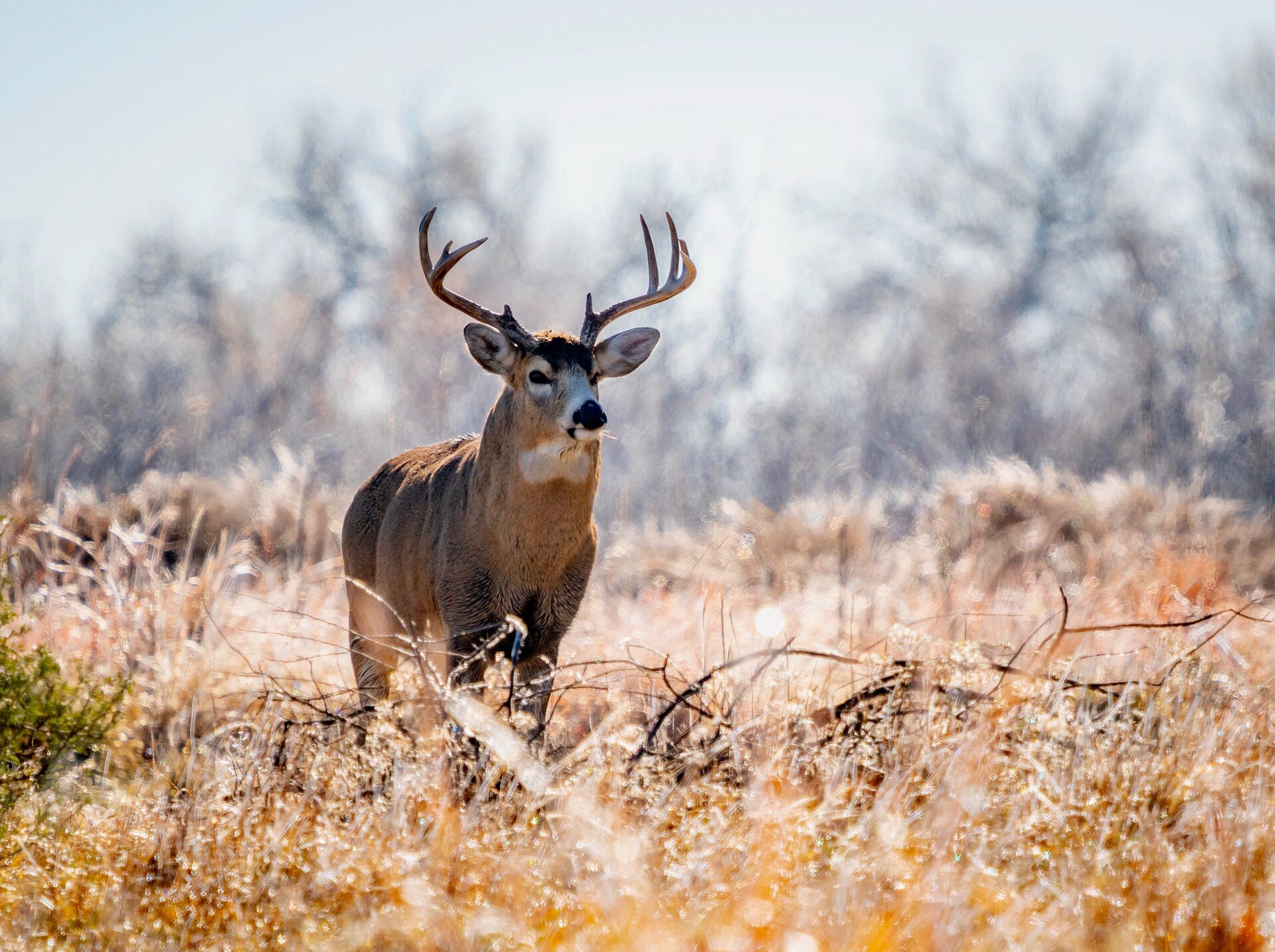 A whitetail buck stands in a field. 