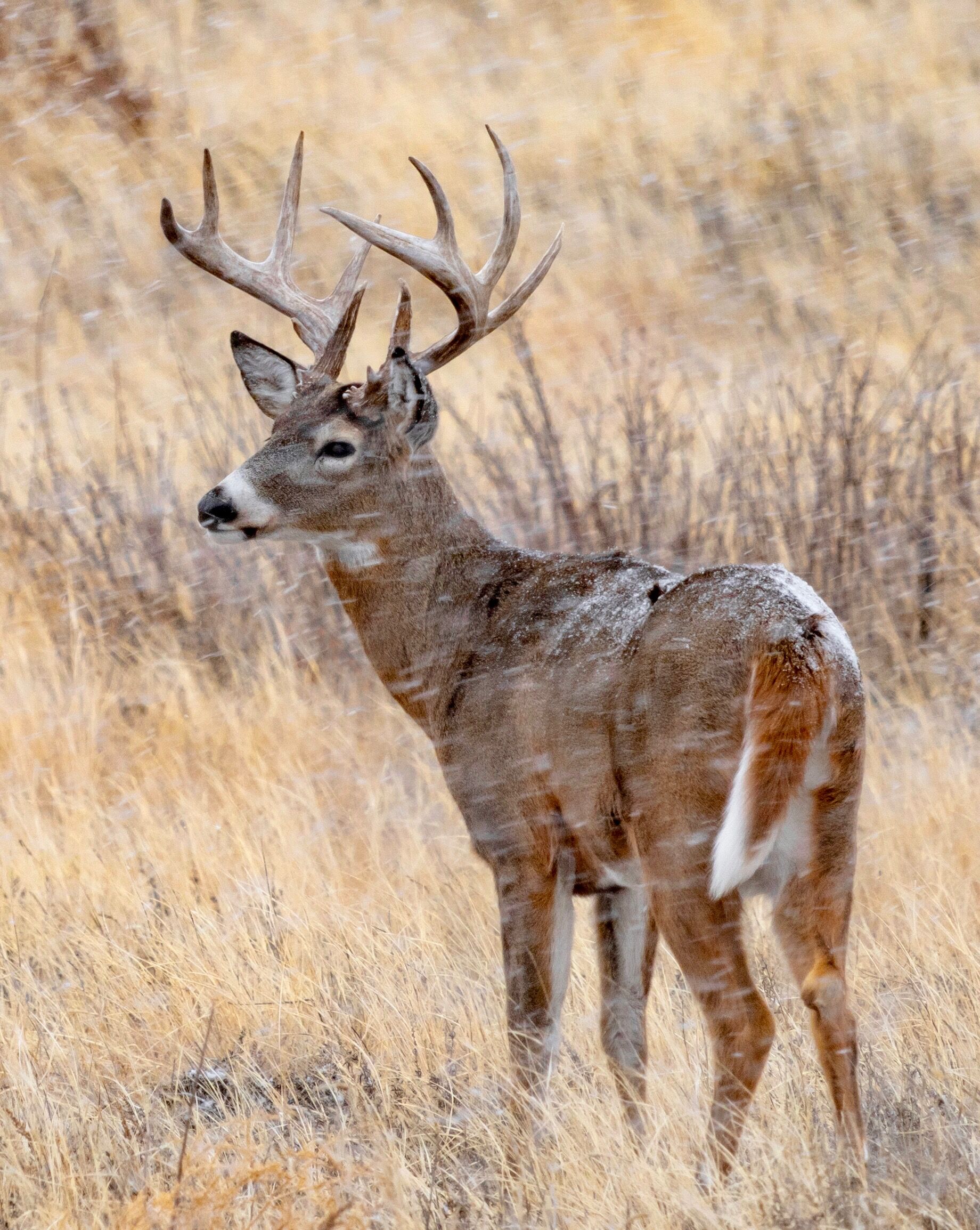 A buck deer in a field while it's snowing, shot placement concept. 