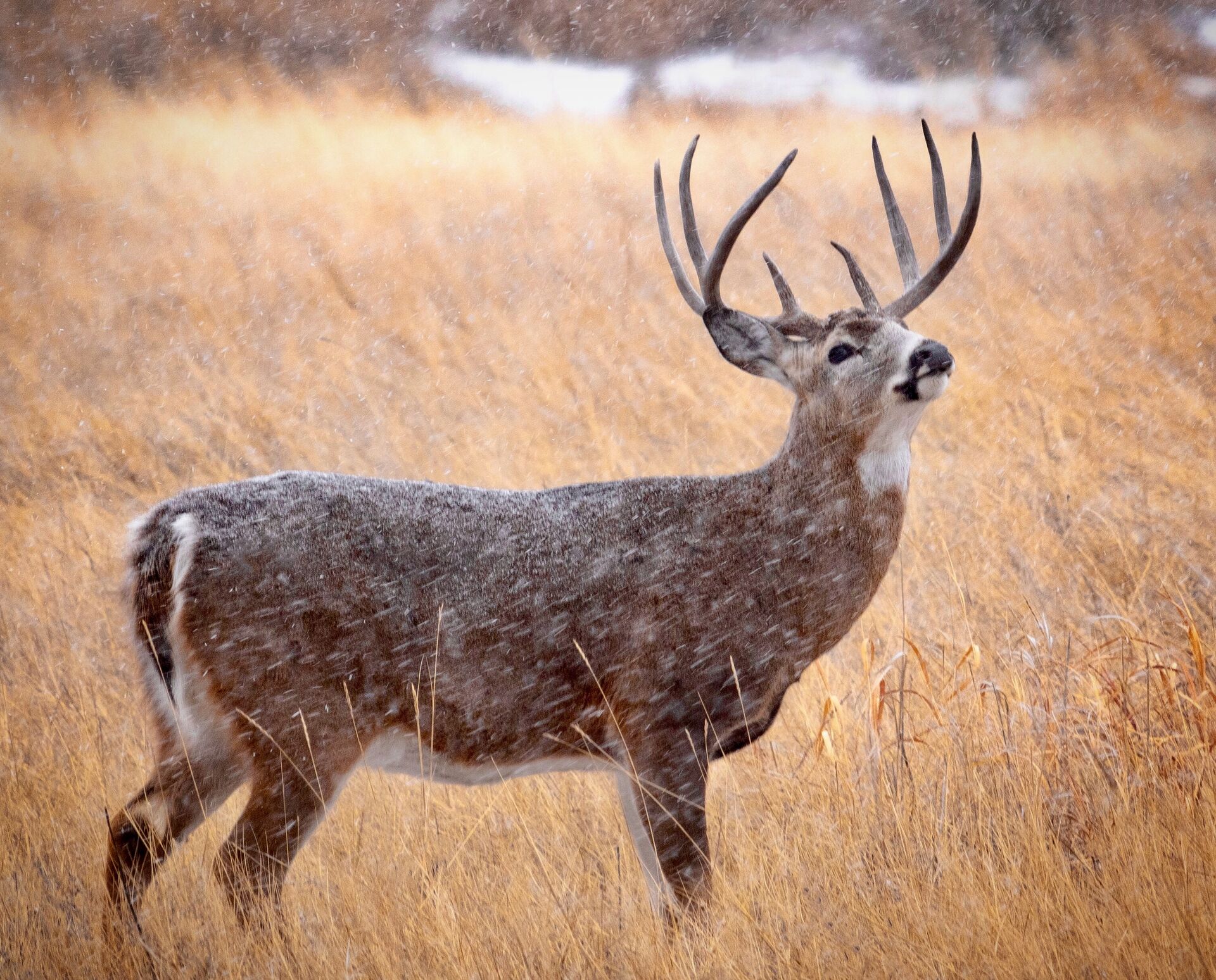 A broadside deer in a field, where to shoot a deer concept. 