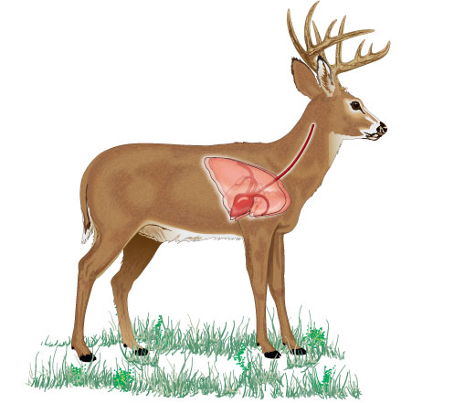 Ilustration of a deer showing broadside with organs for shot placement. 